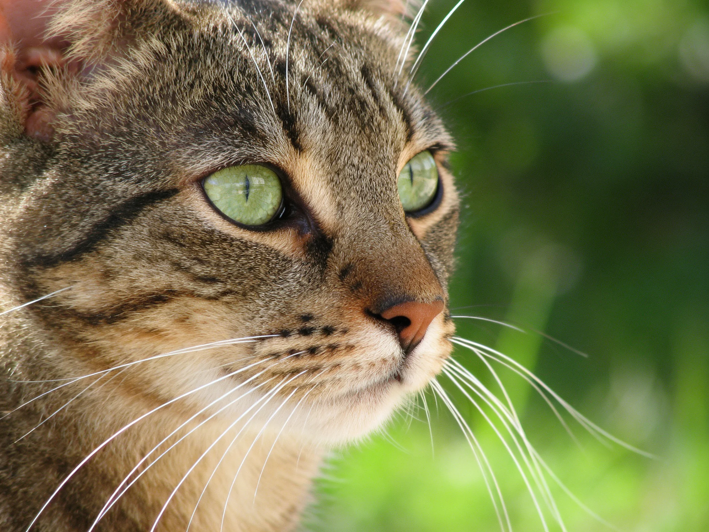 A tabby cat with green eyes gazes toward a blurred green background.