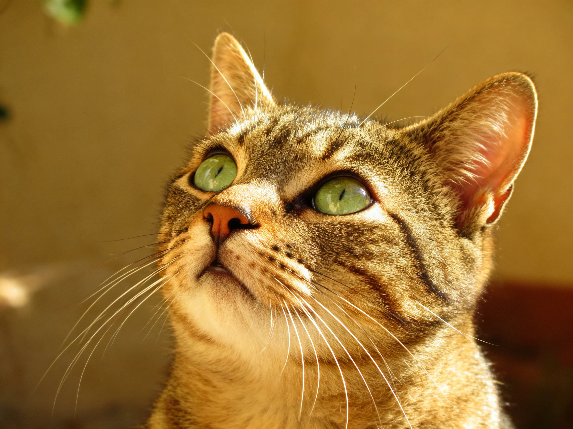 A tabby cat with vivid green eyes looks upward in a warmly lit environment.