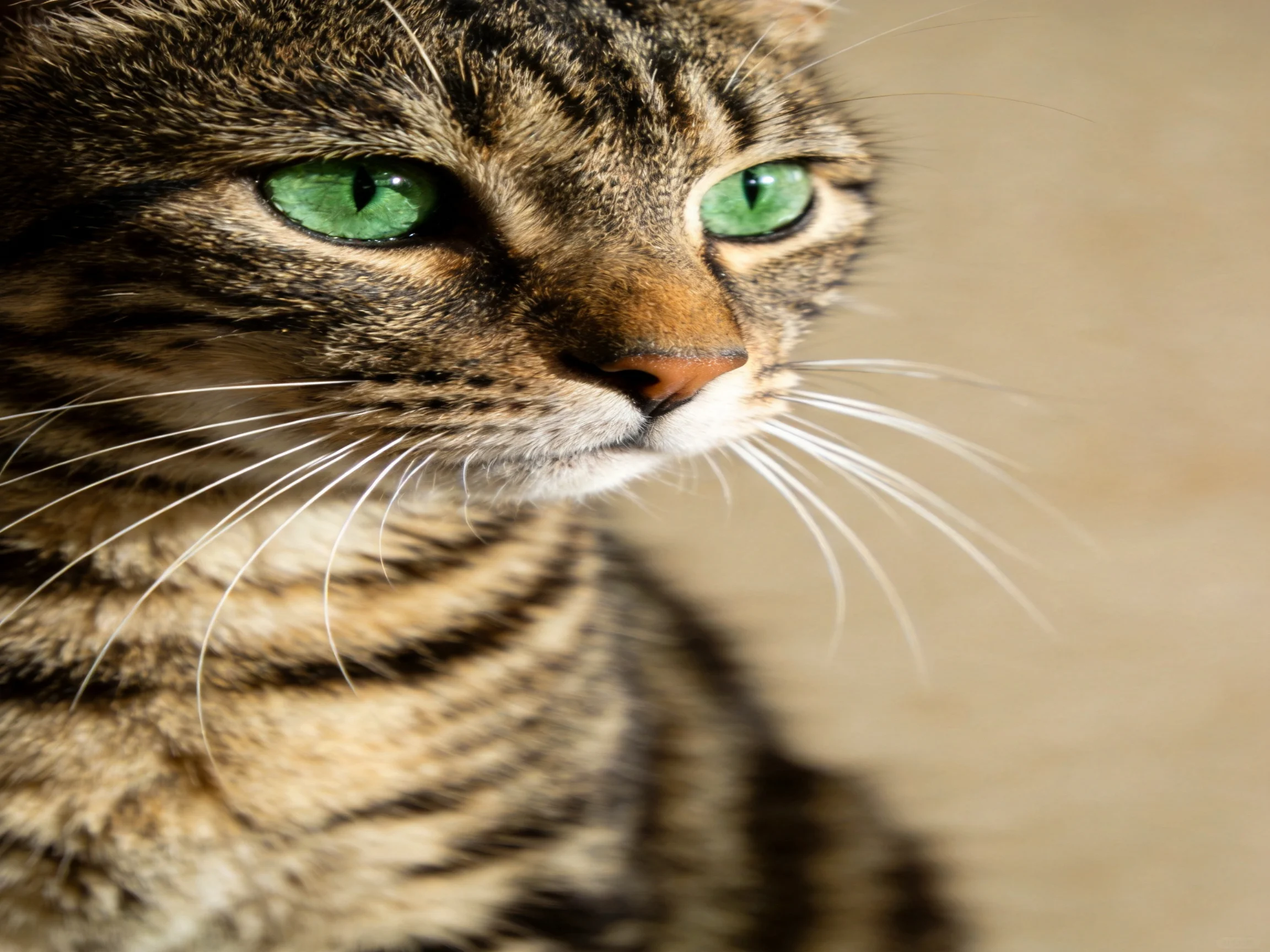 A tabby cat with bright green eyes is shown in a close-up view.