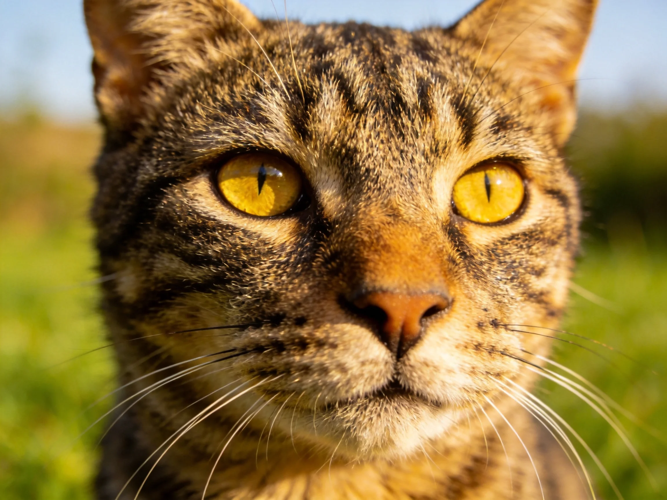 A close-up of a tabby cat with yellow eyes showcases its facial features.