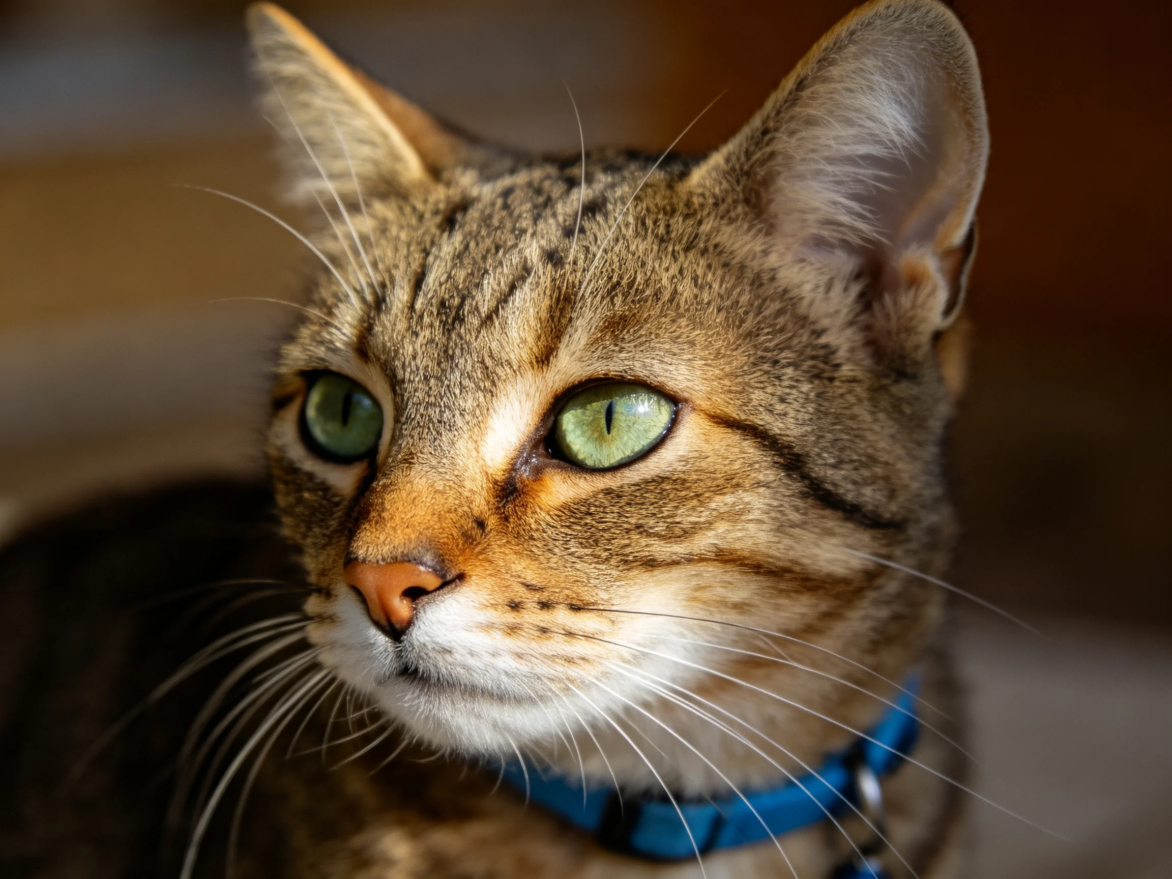A tabby cat with green eyes and a blue collar is shown up close.