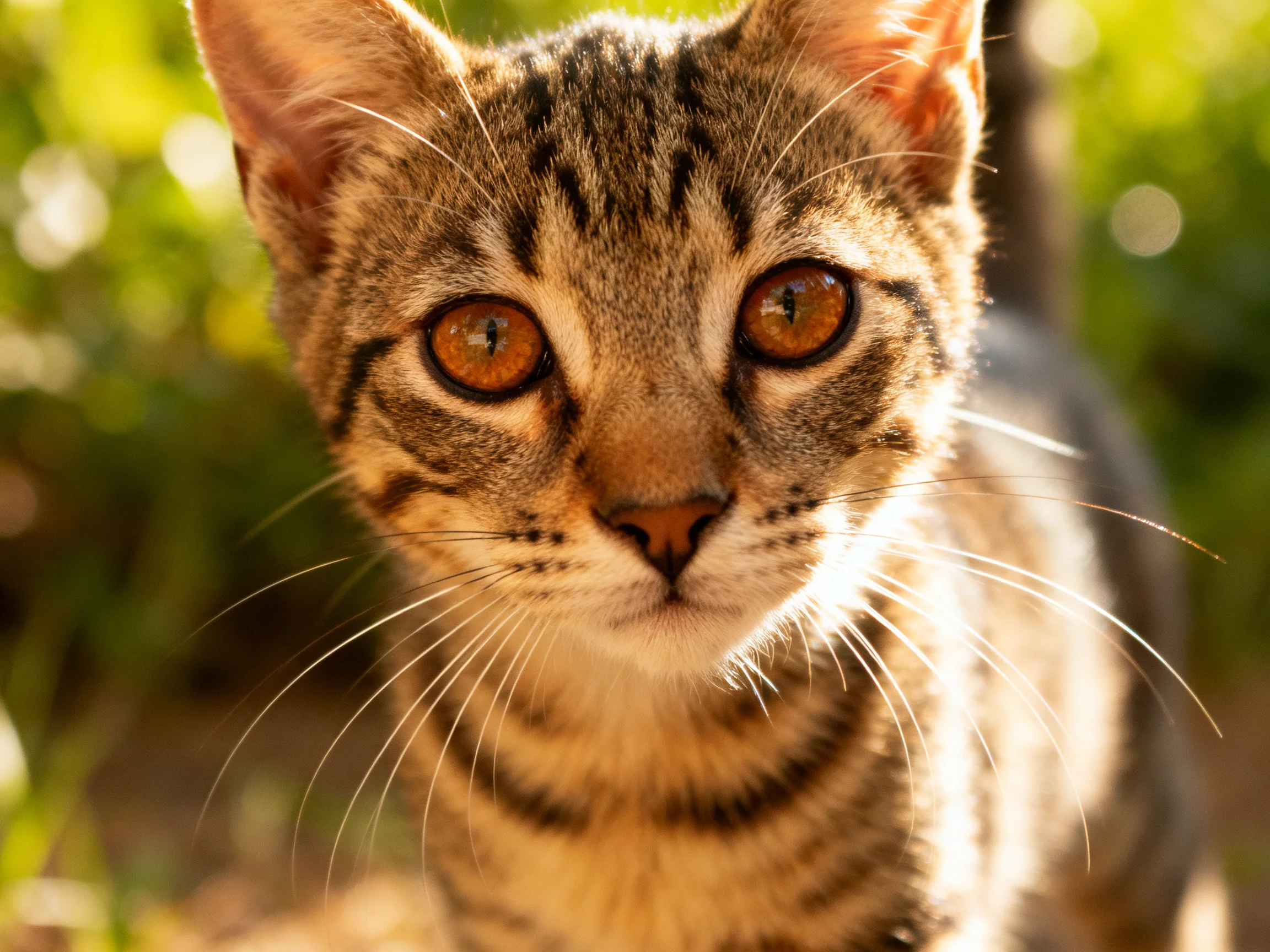 A close-up of a tabby kitten with amber eyes in a sunlit outdoor setting
