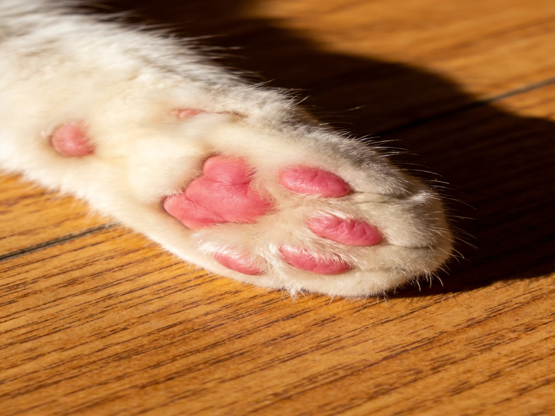 A white cat’s pink paw is shown up close on wooden flooring.
