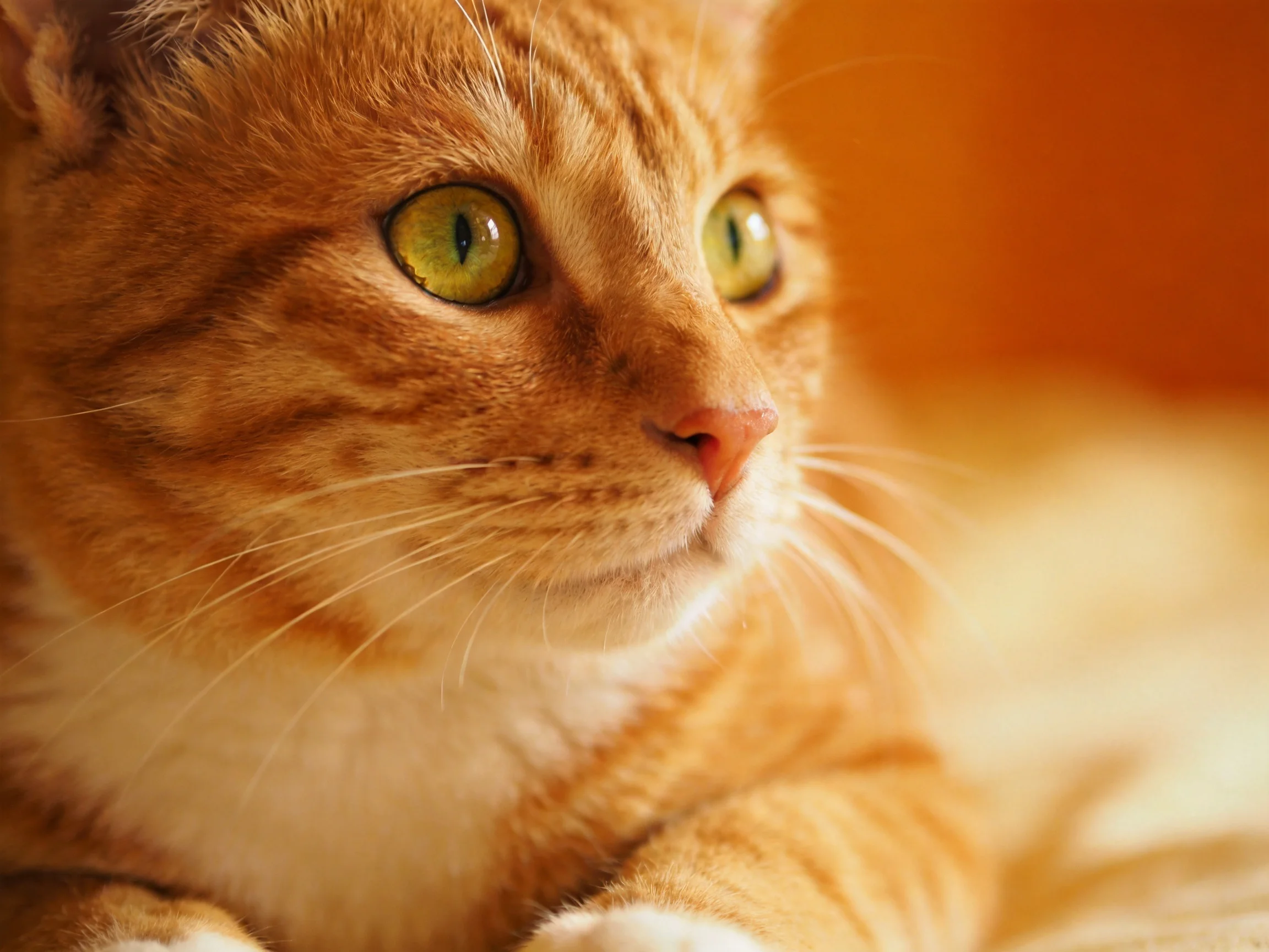 An orange tabby cat gazes attentively with striking eyes