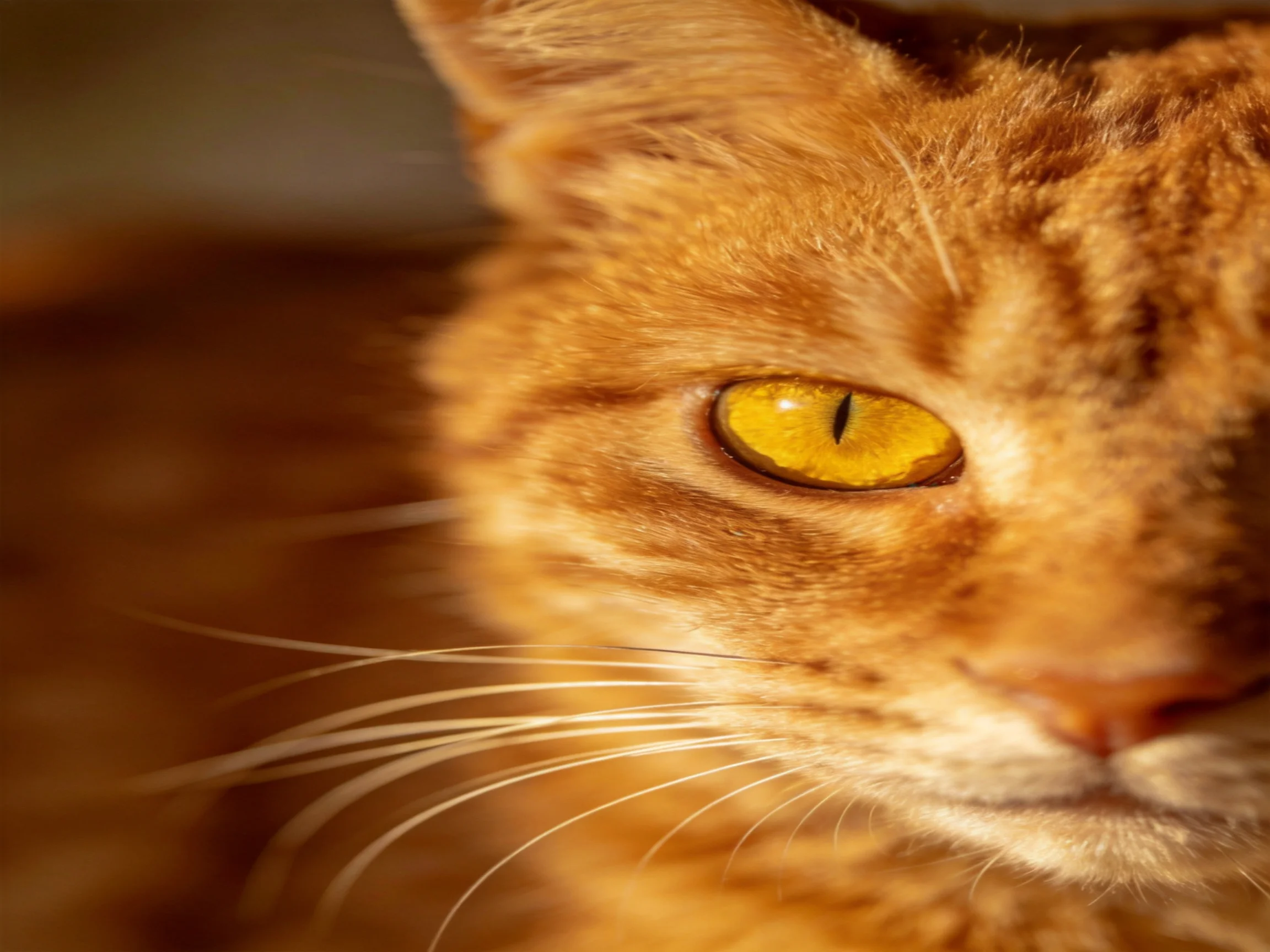 An orange tabby cat with bright yellow eyes is shown in a close-up.