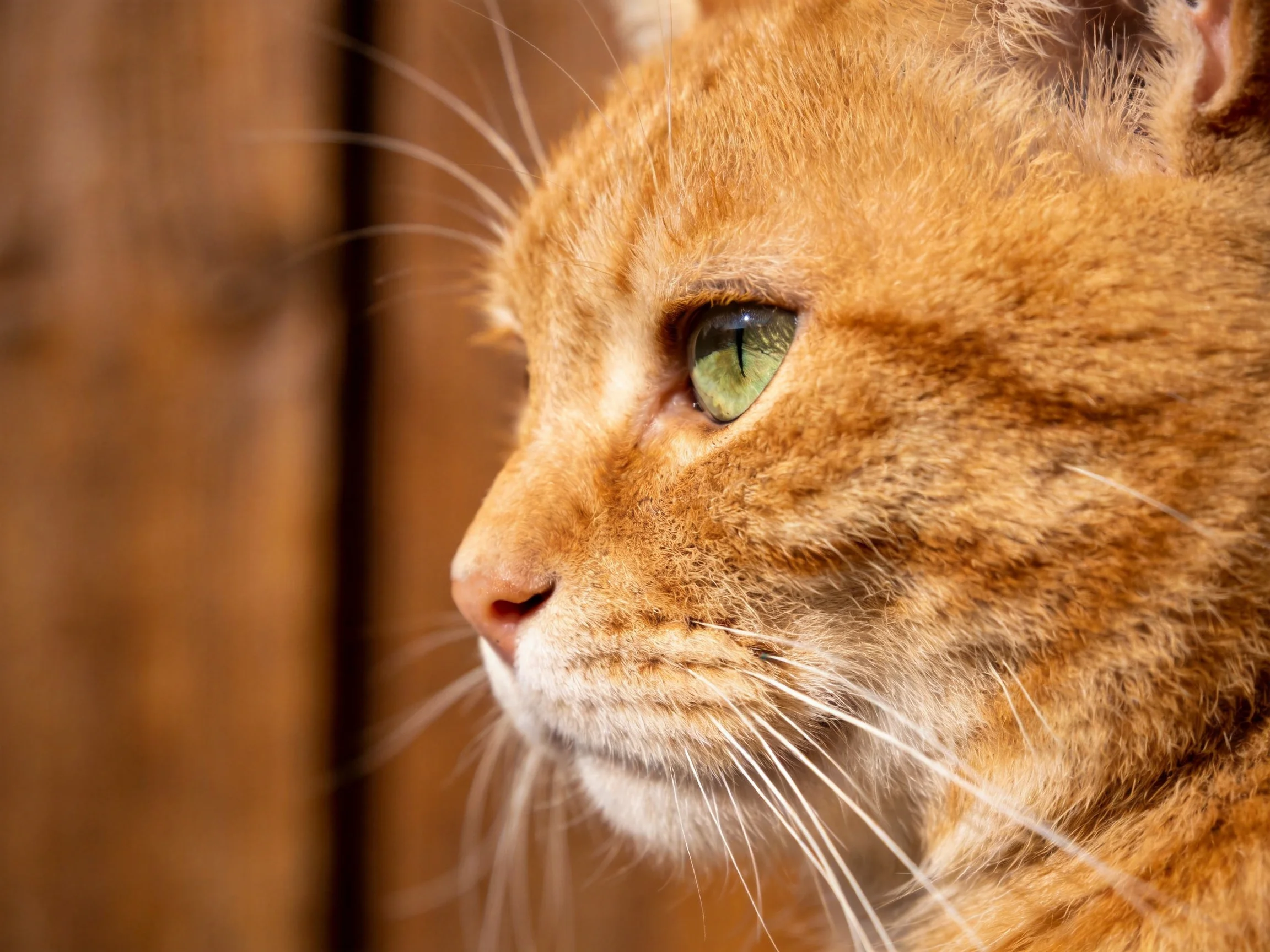 A close-up shows an orange tabby cat with green eyes gazing to the side.