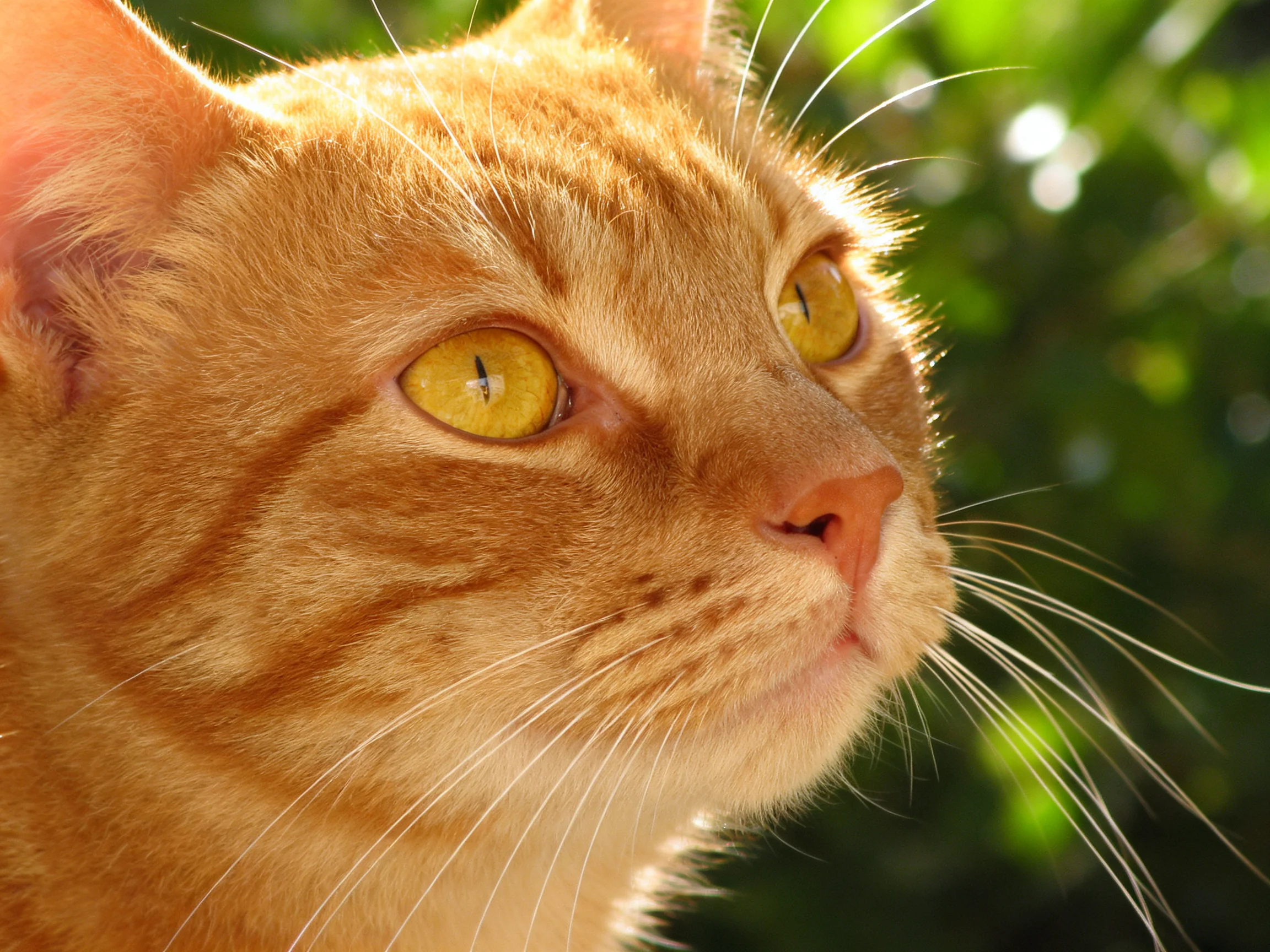 An orange tabby cat gazes attentively in a sunlit outdoor environment.