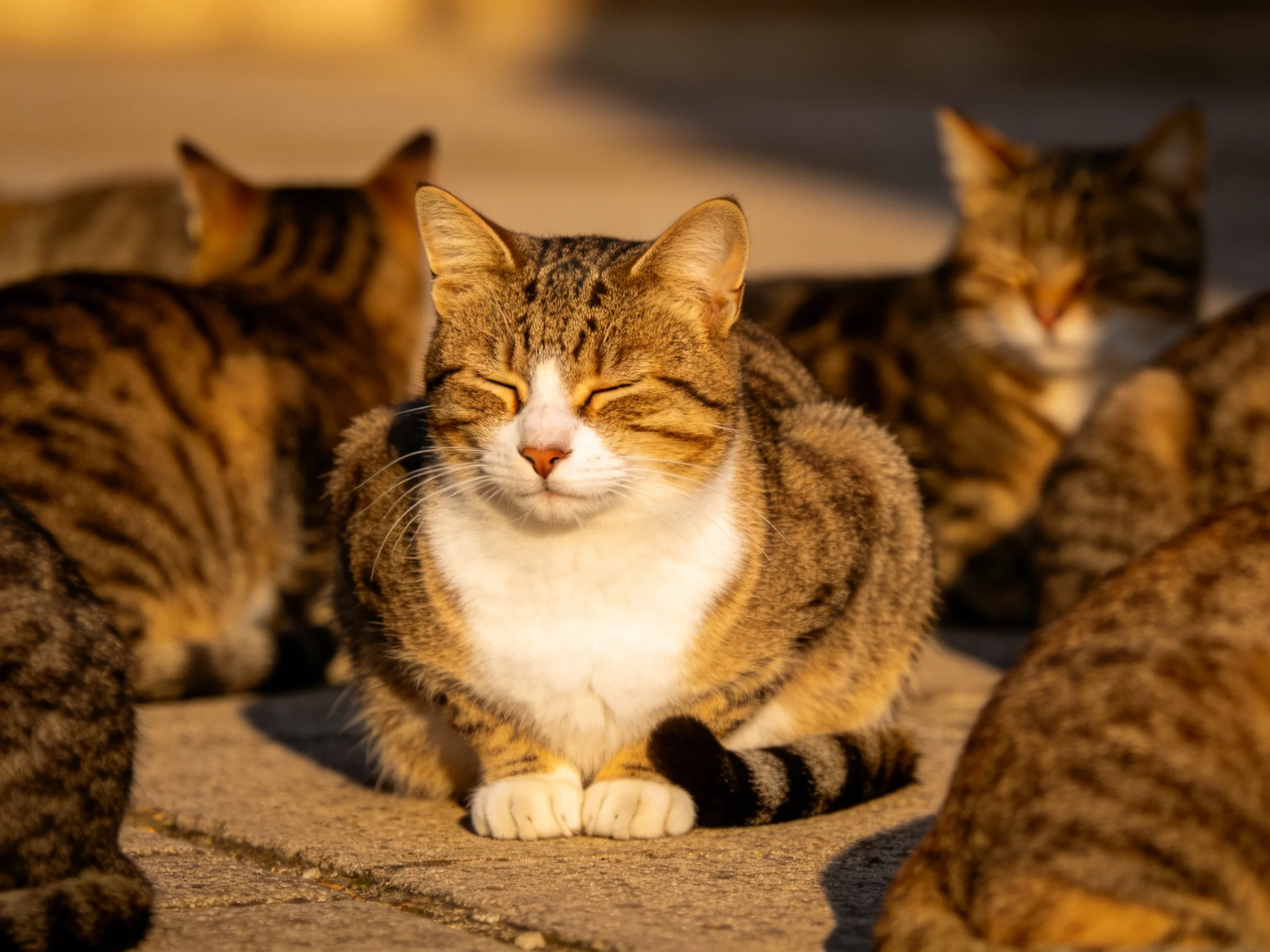 A cluster of tabby cats relaxes in warm sunlight