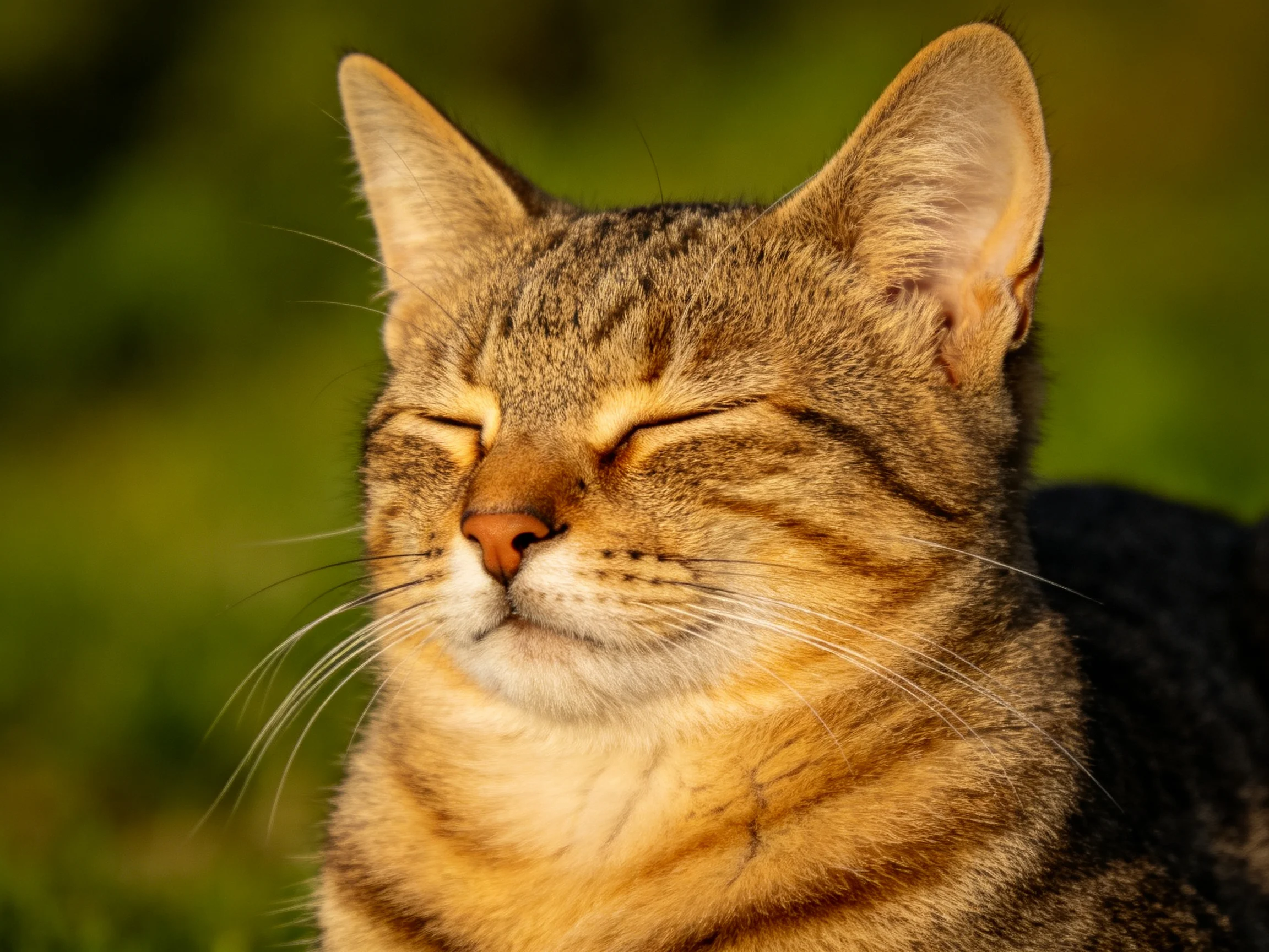 A content brown tabby cat relaxing in warm sunlight with closed eyes