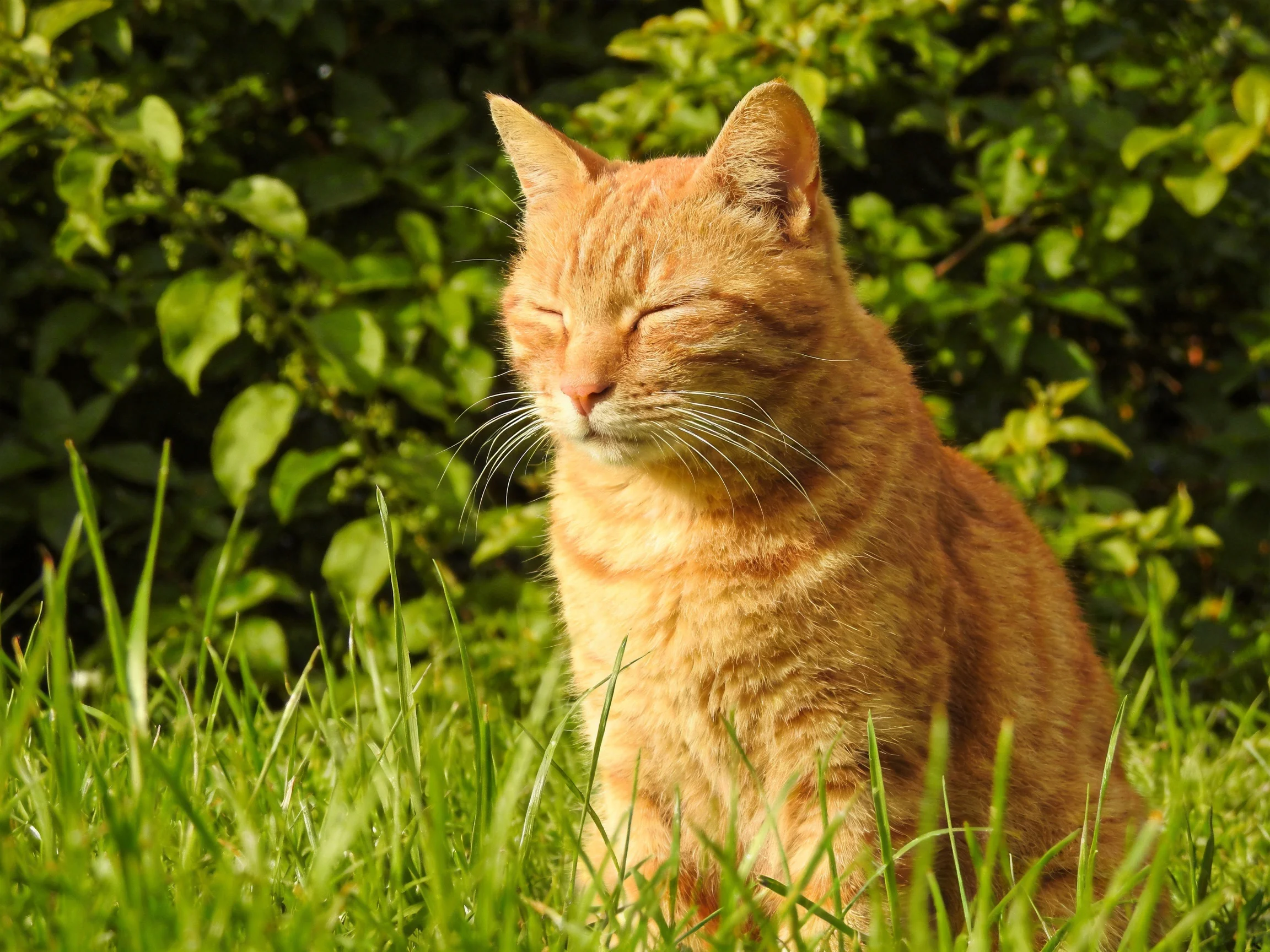 A content orange cat rests in lush green grass under sunny light