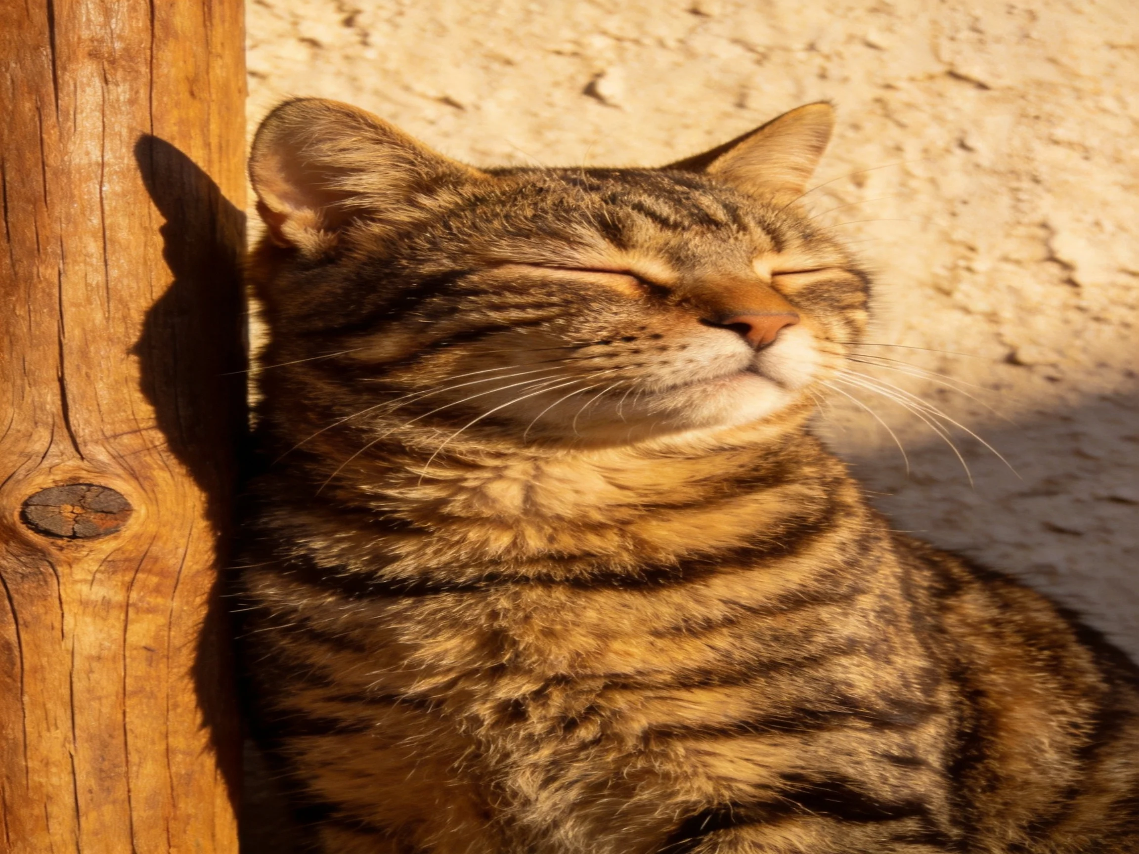 A content tabby cat basking near a weathered wooden post against a textured wall
