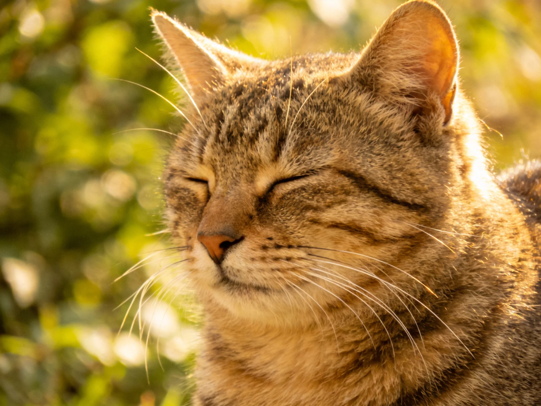 A content tabby cat bathed in golden sunlight amid green foliage