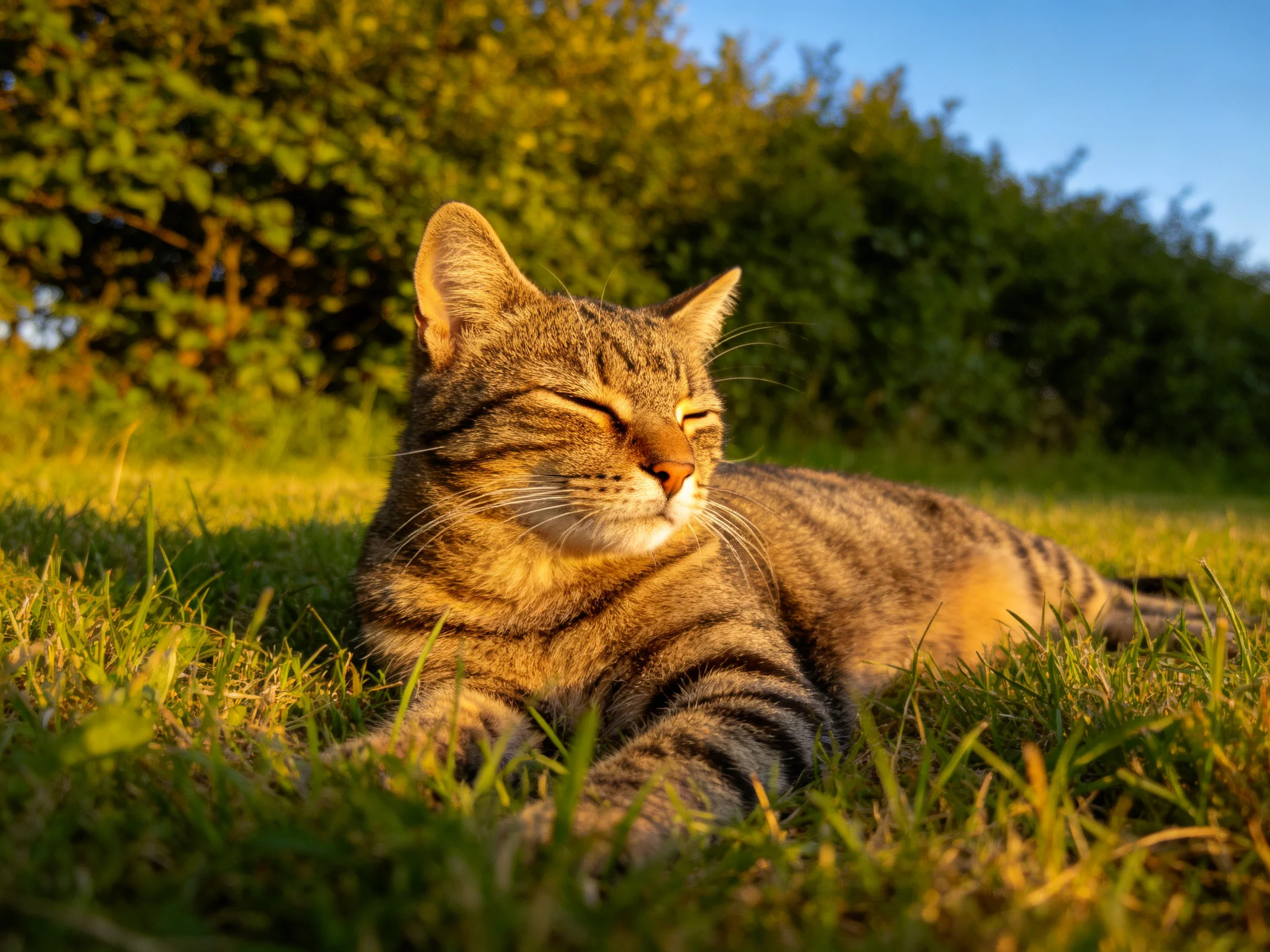 A content tabby cat lounges in sun-kissed grass beside lush green bushes