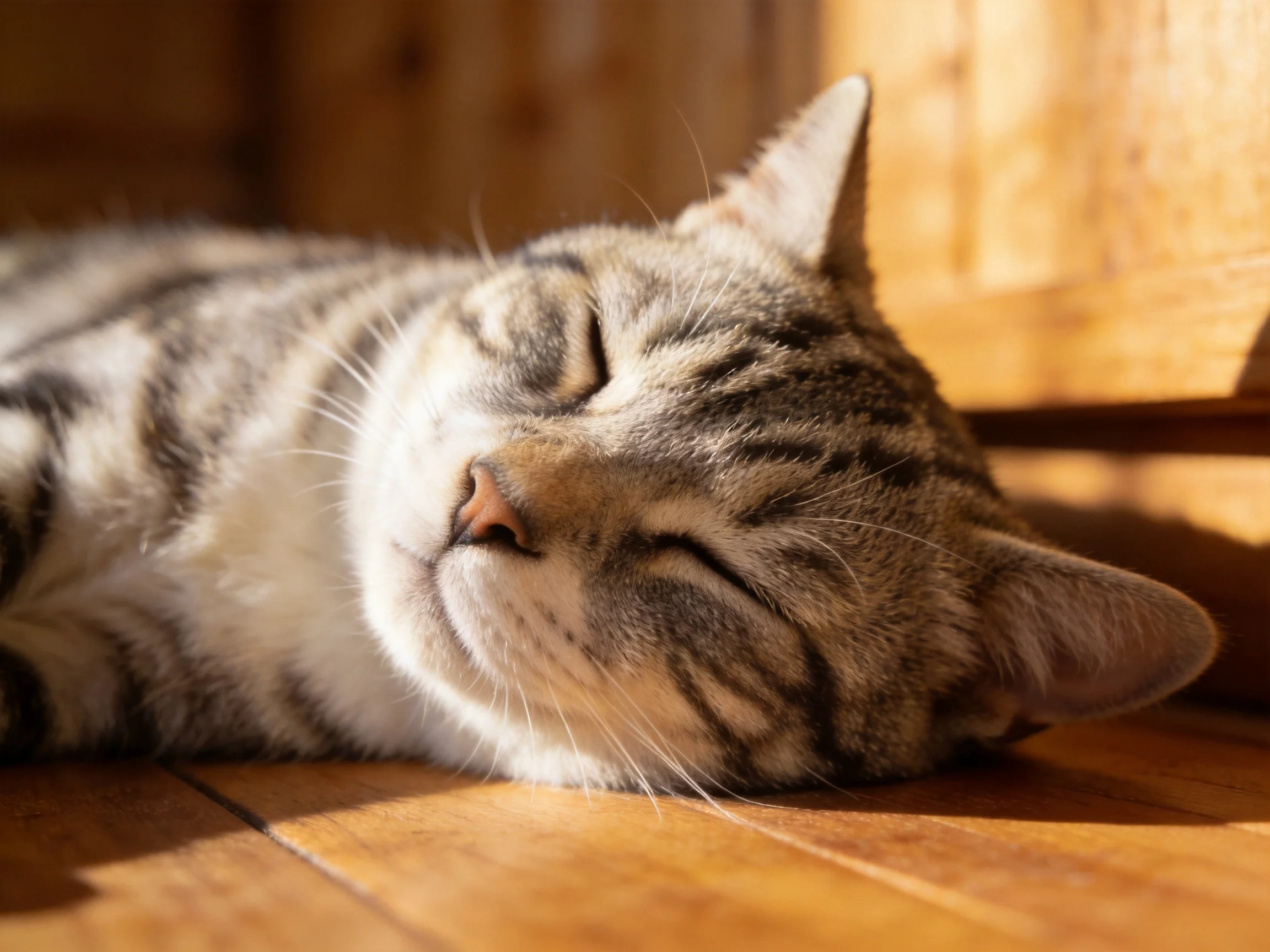 A content tabby cat napping on a polished wooden floor in warm sunlight