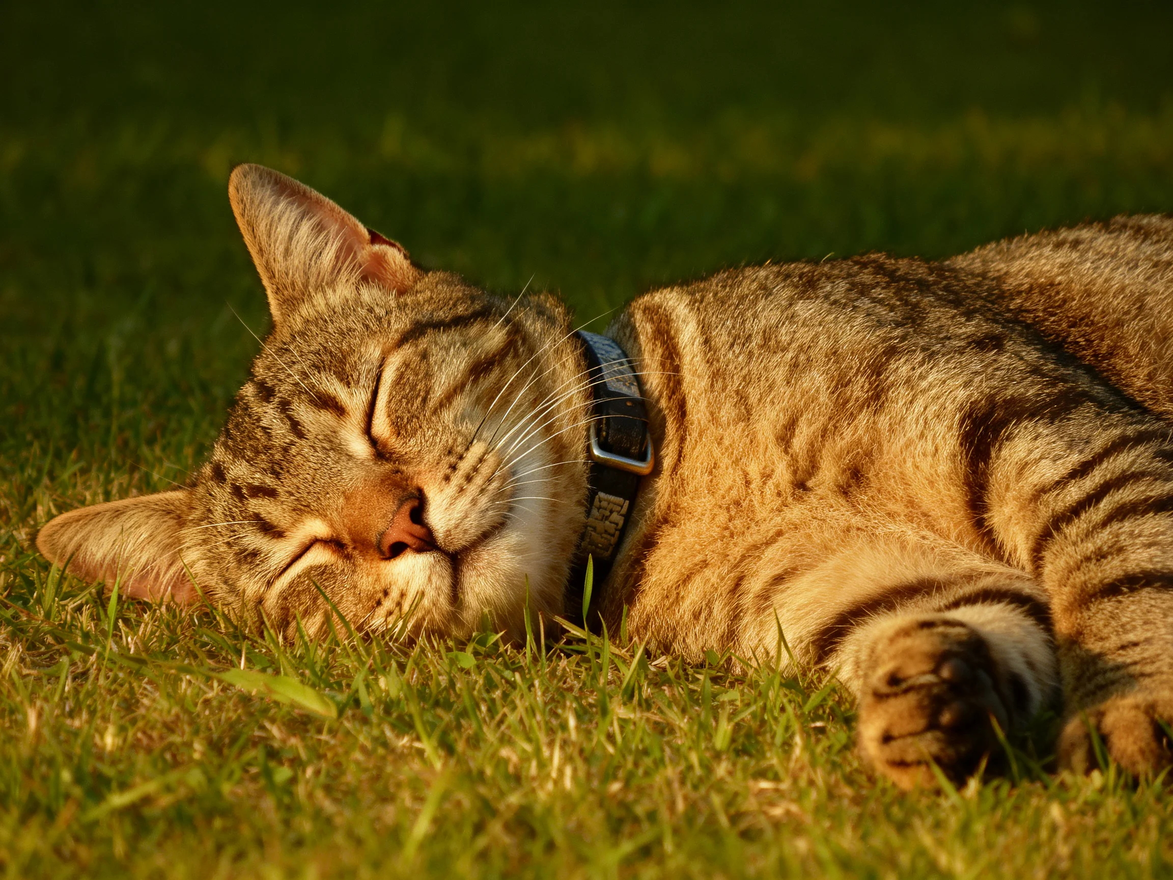 A content tabby cat naps on verdant grass bathed in golden light