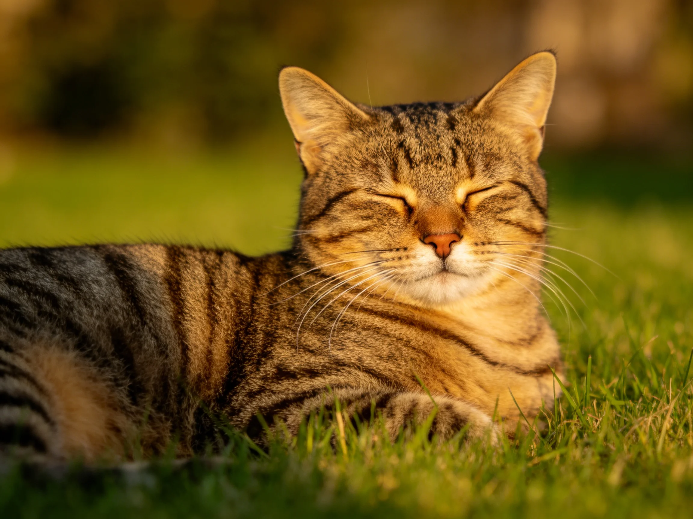 A content tabby cat resting on lush green grass in golden sunlight