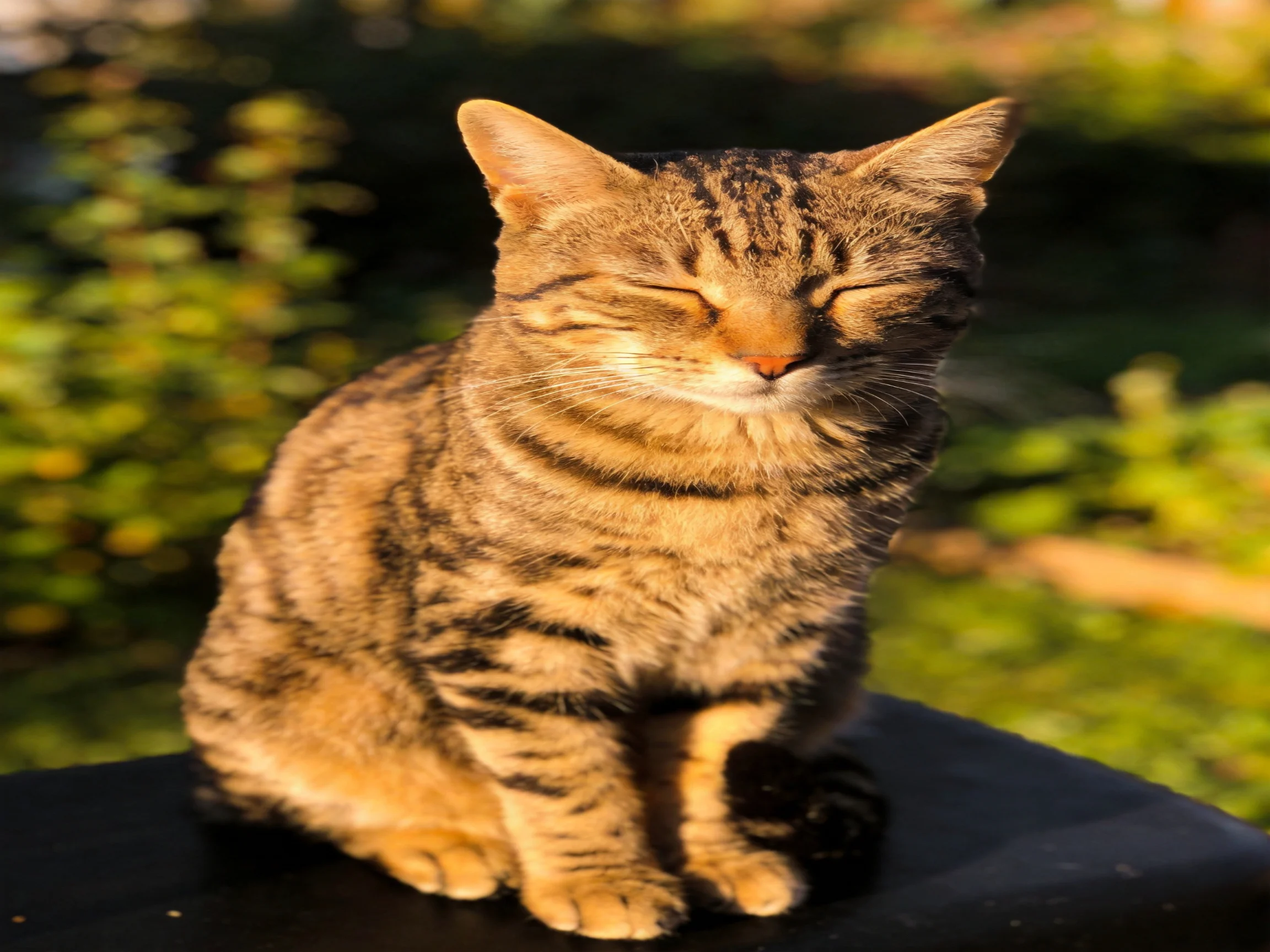 A content tabby cat sits with eyes closed in golden sunlight