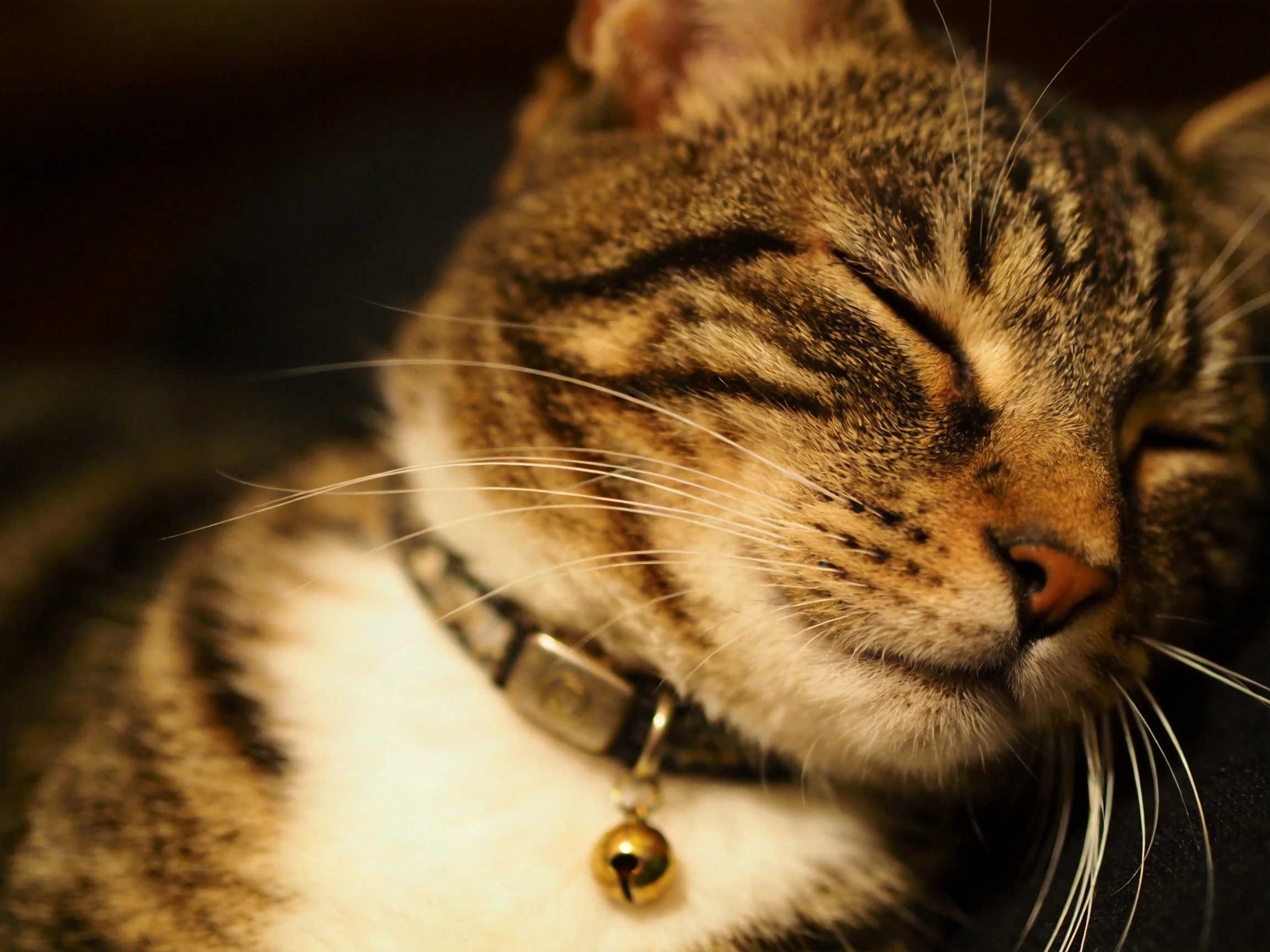 A content tabby cat sleeping with eyes shut by dark surroundings