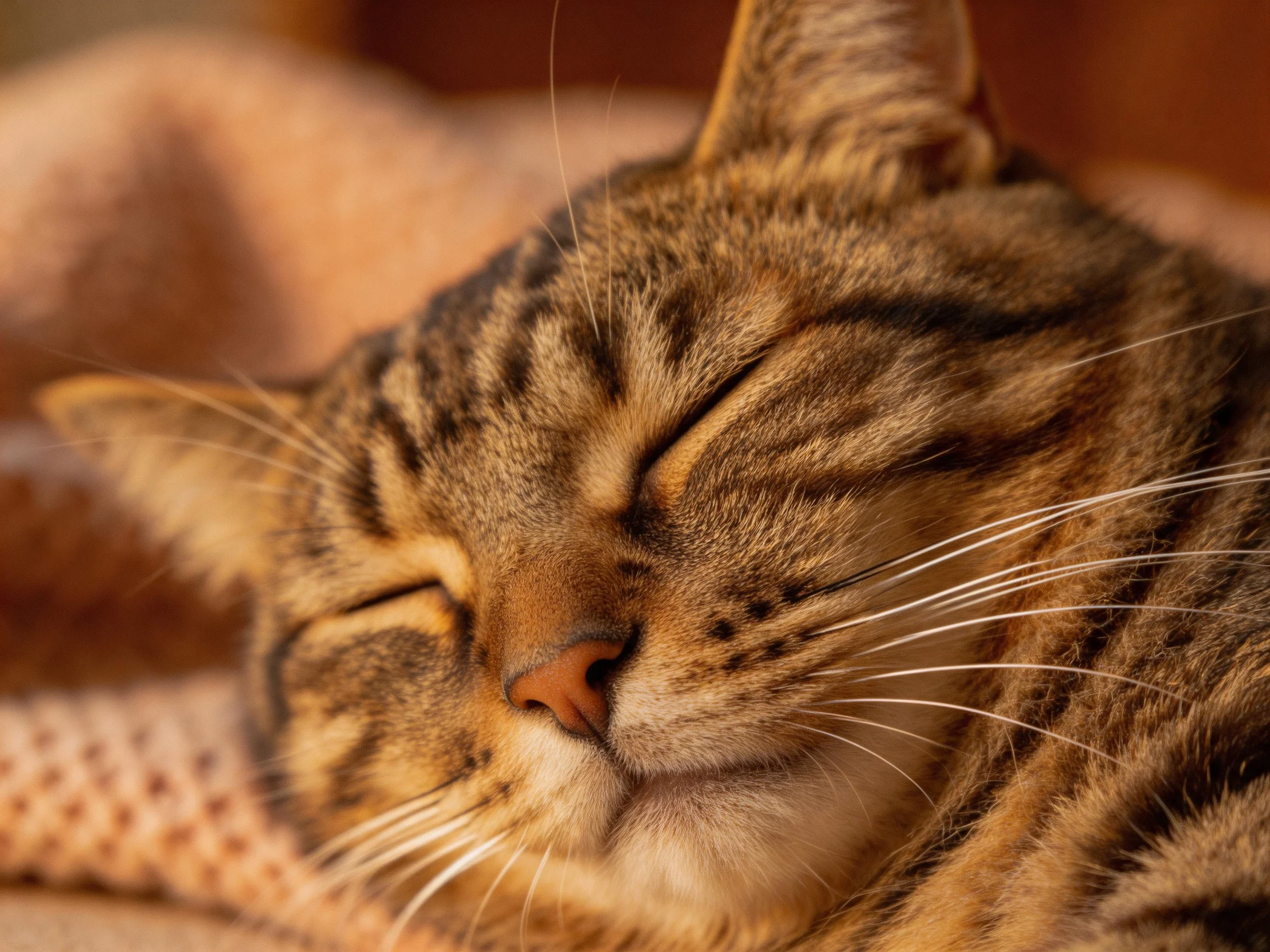 A content tabby cat sleeps peacefully on a textured beige blanket