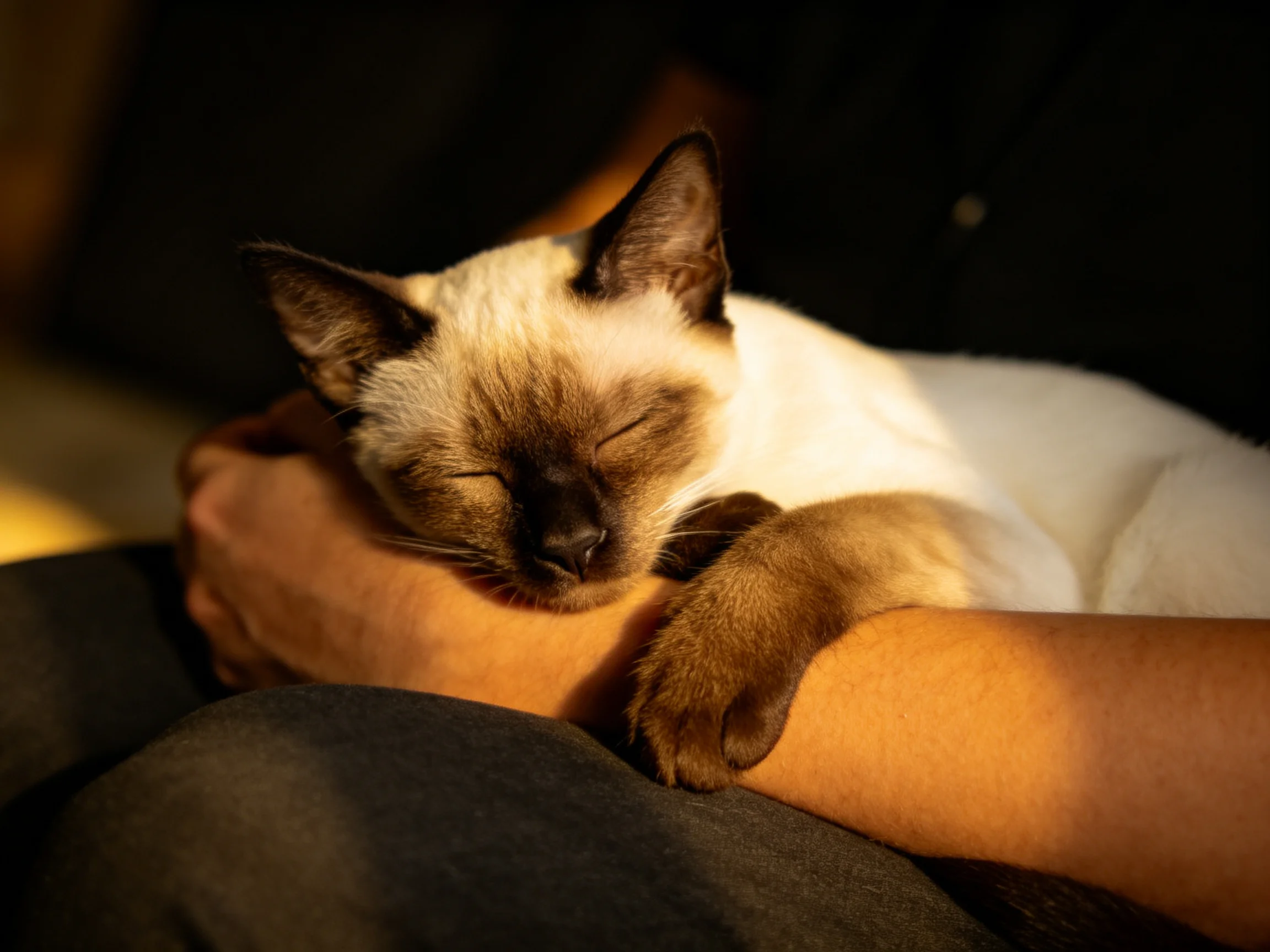 A Siamese cat rests comfortably in someones arms