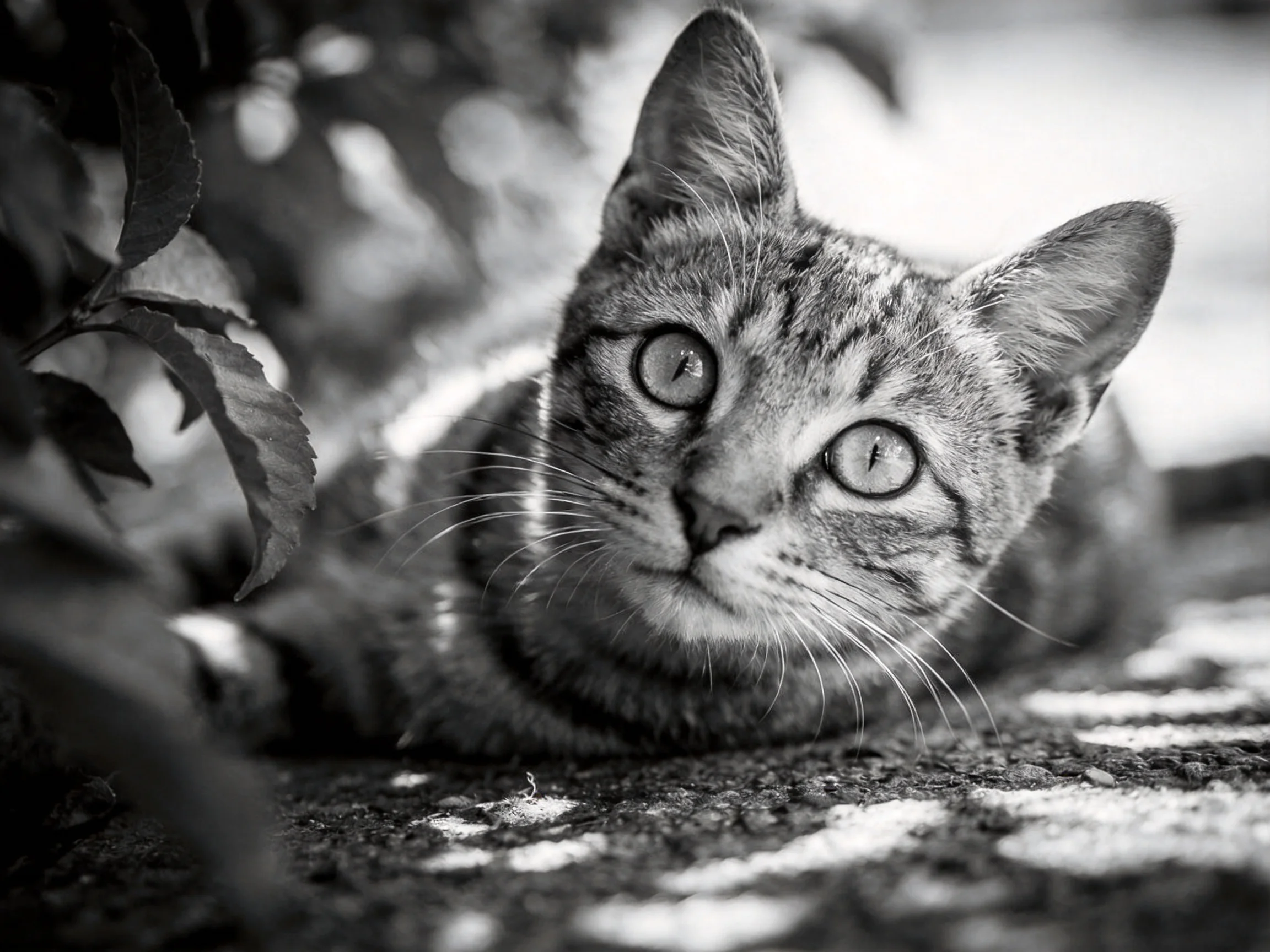 A curious tabby cat lies near foliage in a monochrome photograph.