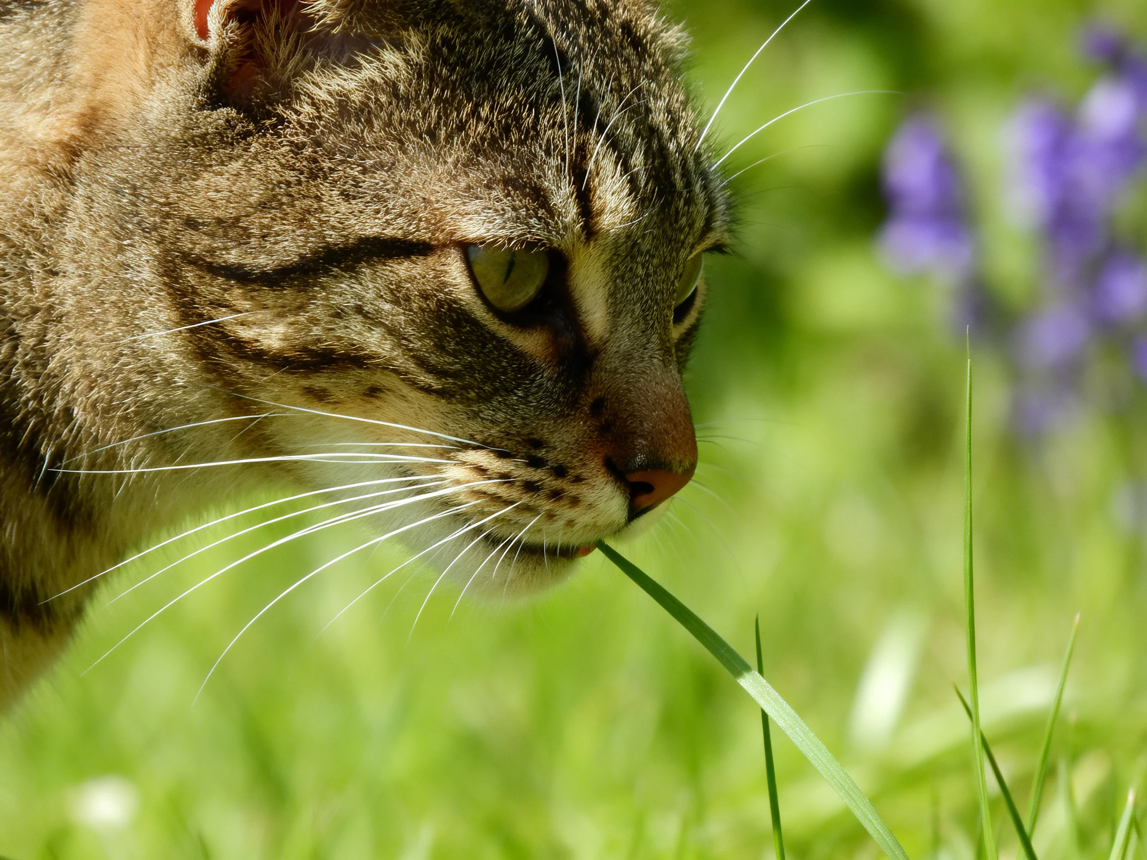 A curious tabby cat sniffs green grass near purple blooms