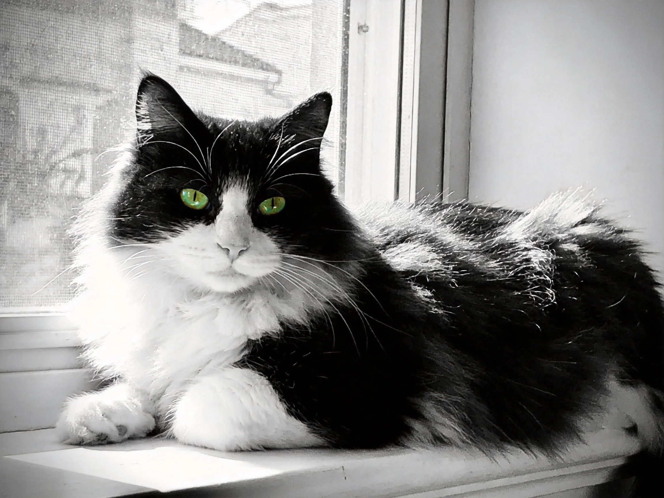A black-and-white cat with vivid green eyes relaxes near a window
