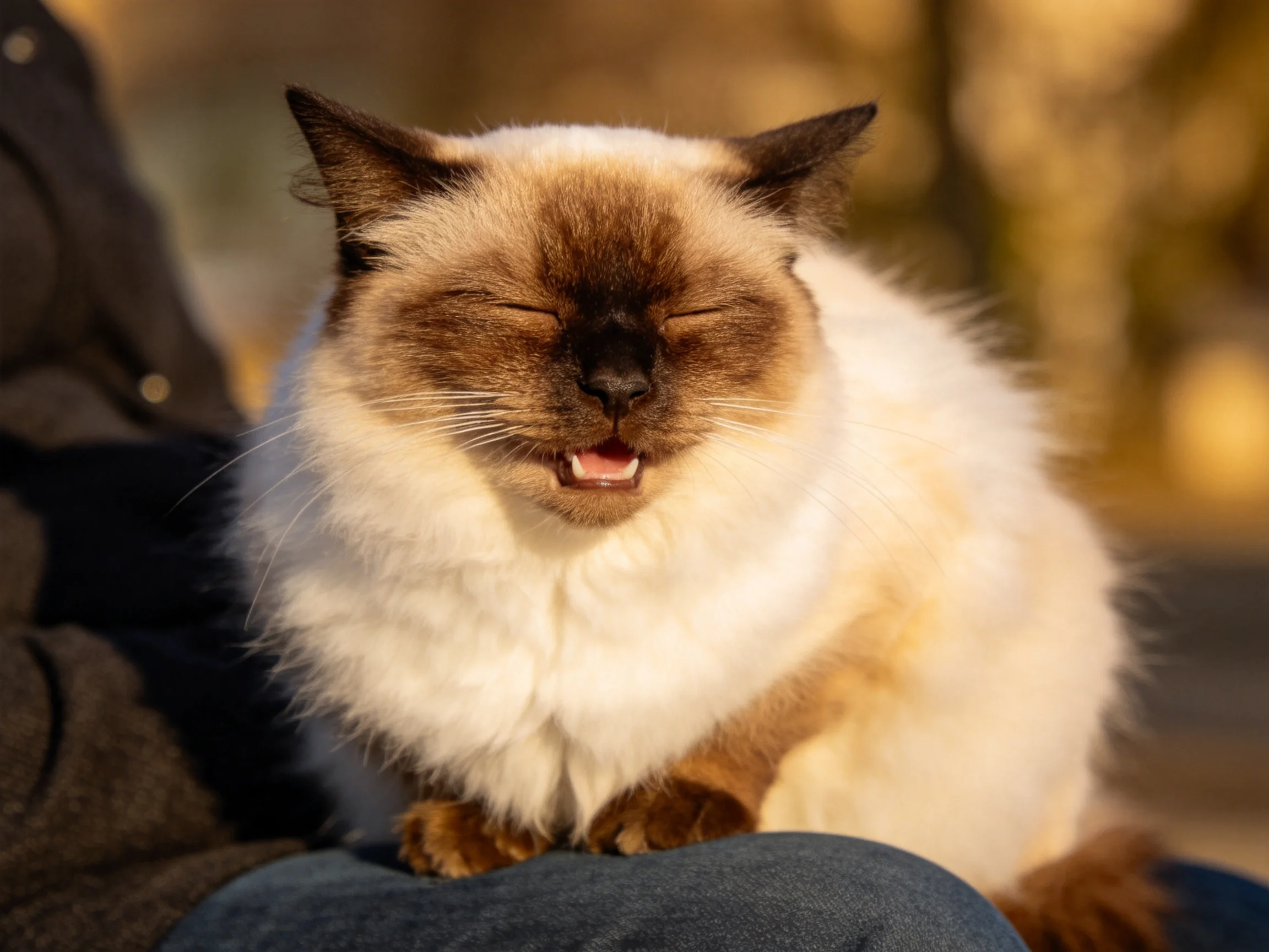 A contented Siamese cat with brown and white fur rests on someone’s lap.