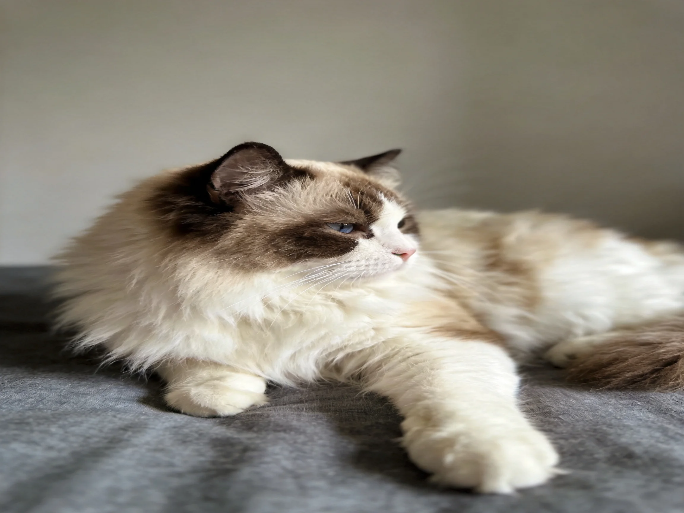 A fluffy brown-and-white cat lounges on a gray fabric surface