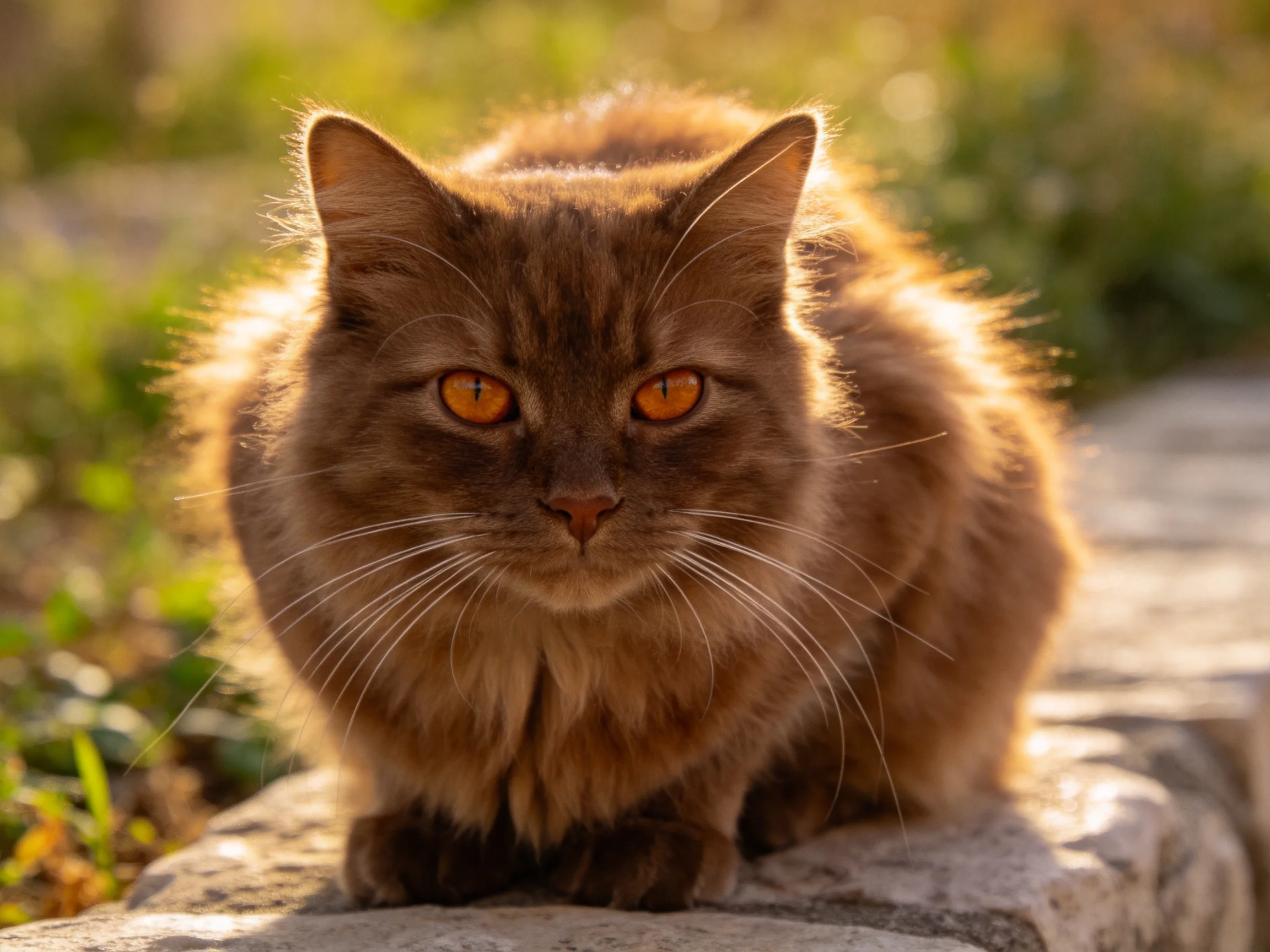 A brown cat with orange eyes rests on a stone surface in an outdoor setting.