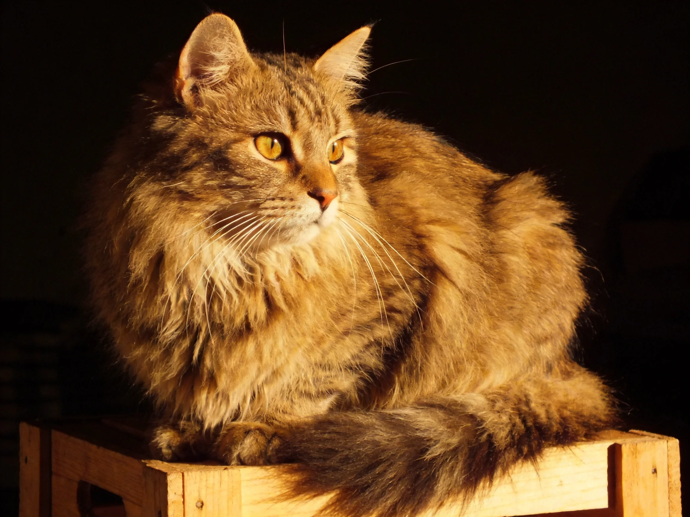 A fluffy brown tabby cat sits calmly atop a wooden crate in dim lighting.