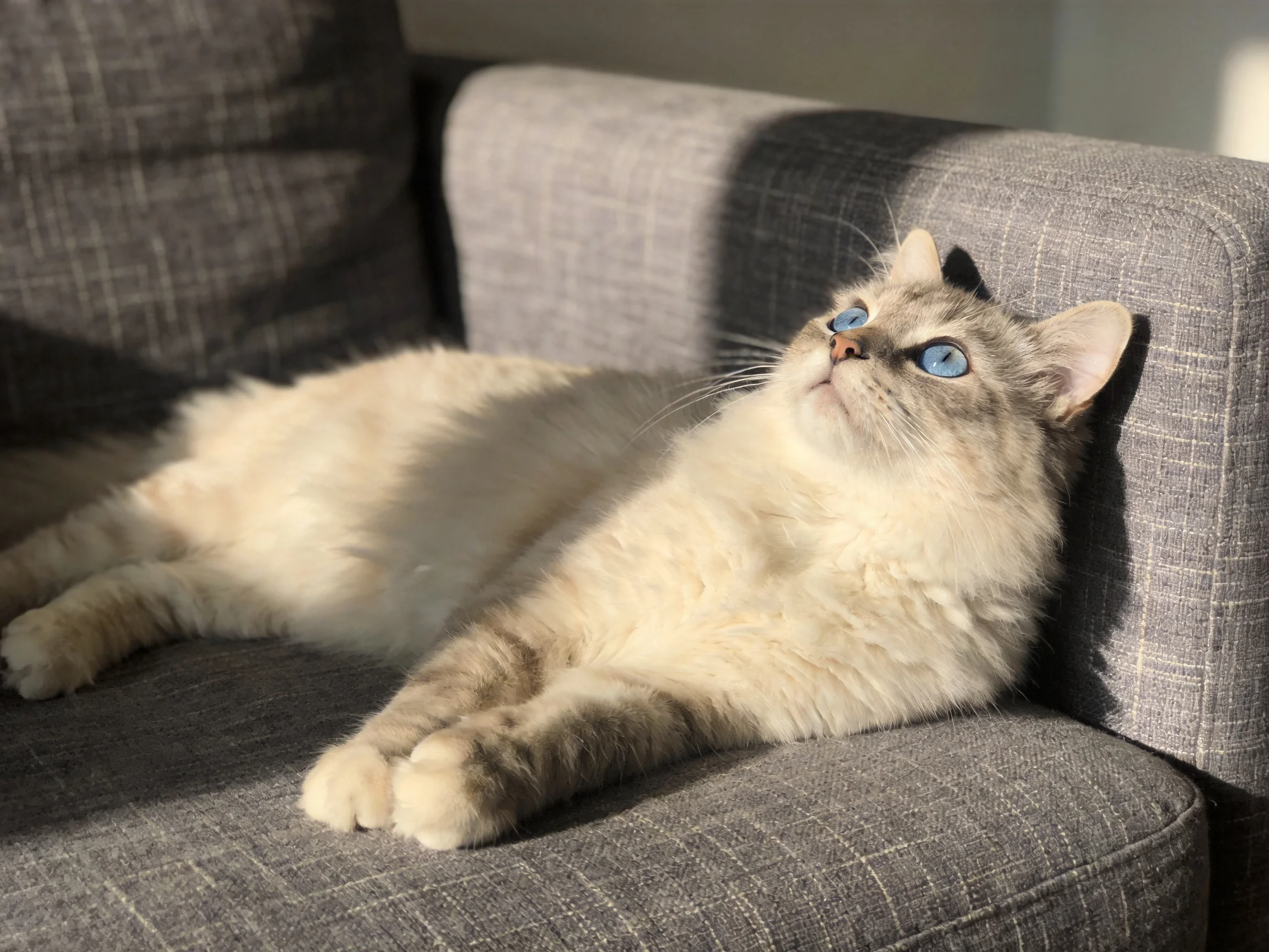 A cream-and-gray cat with blue eyes relaxes on a gray sofa.