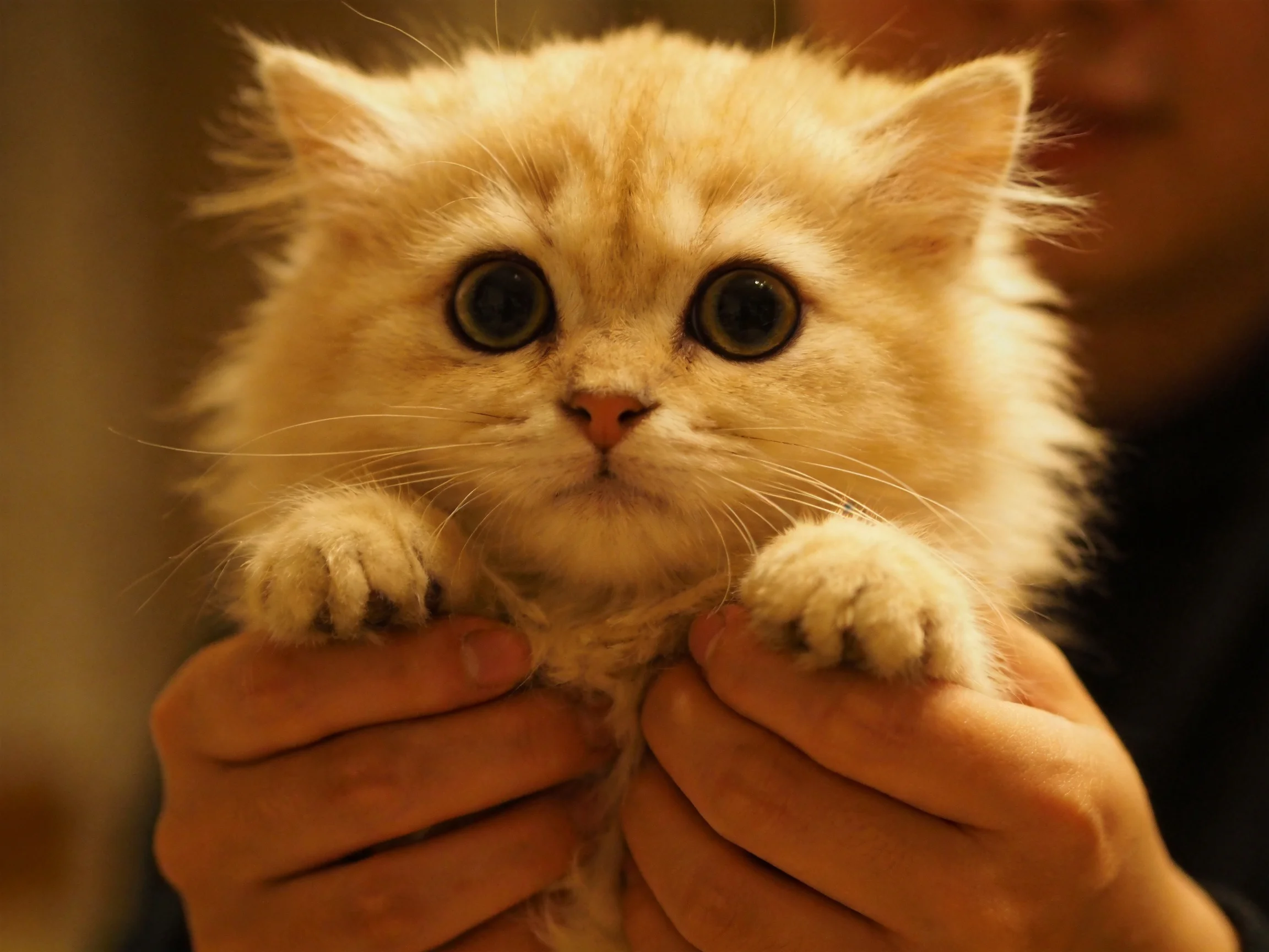 A fluffy cream-colored kitten with large eyes is gently held.