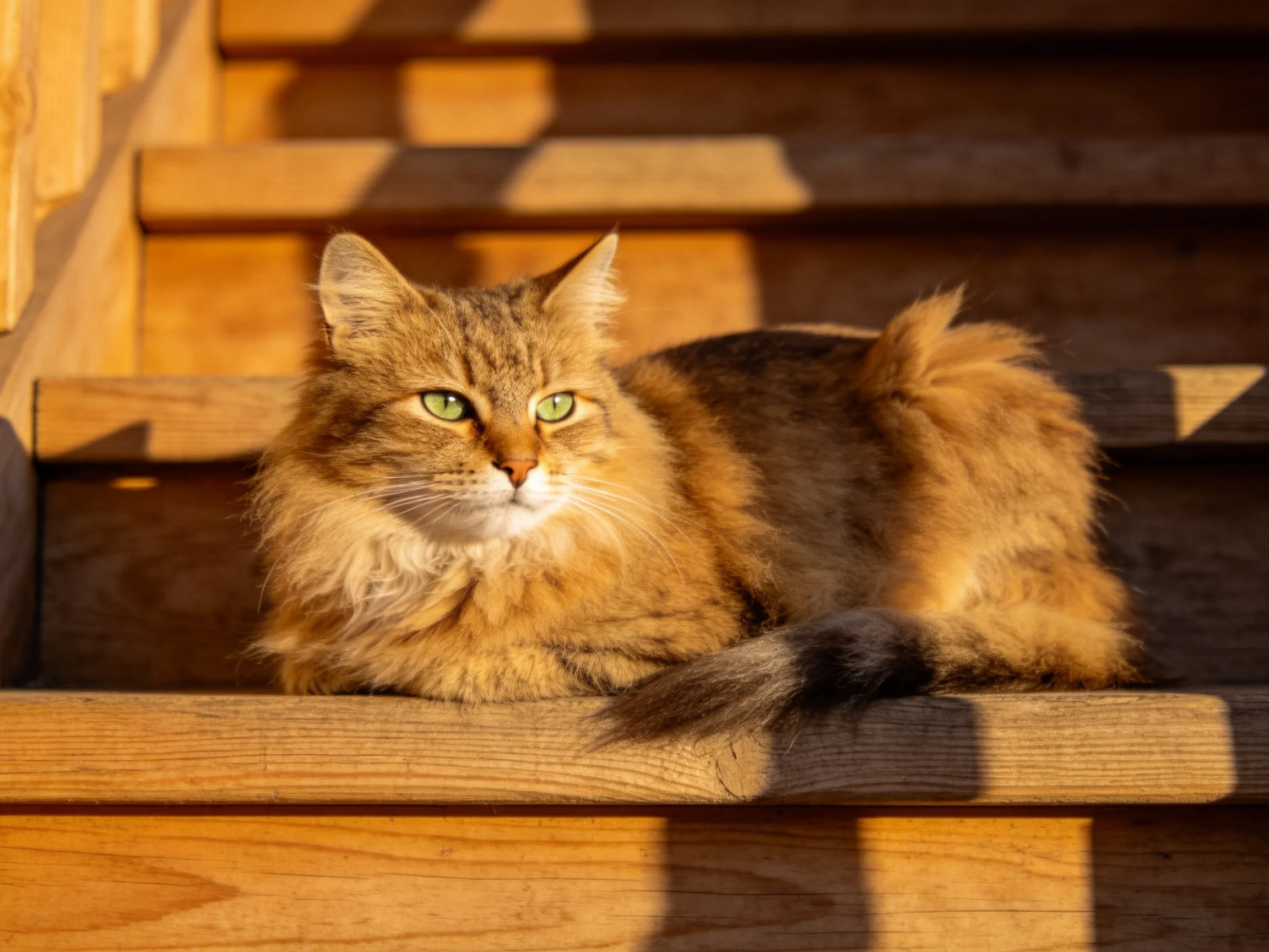 A fluffy golden cat rests on wooden stairs in bright sunlight.