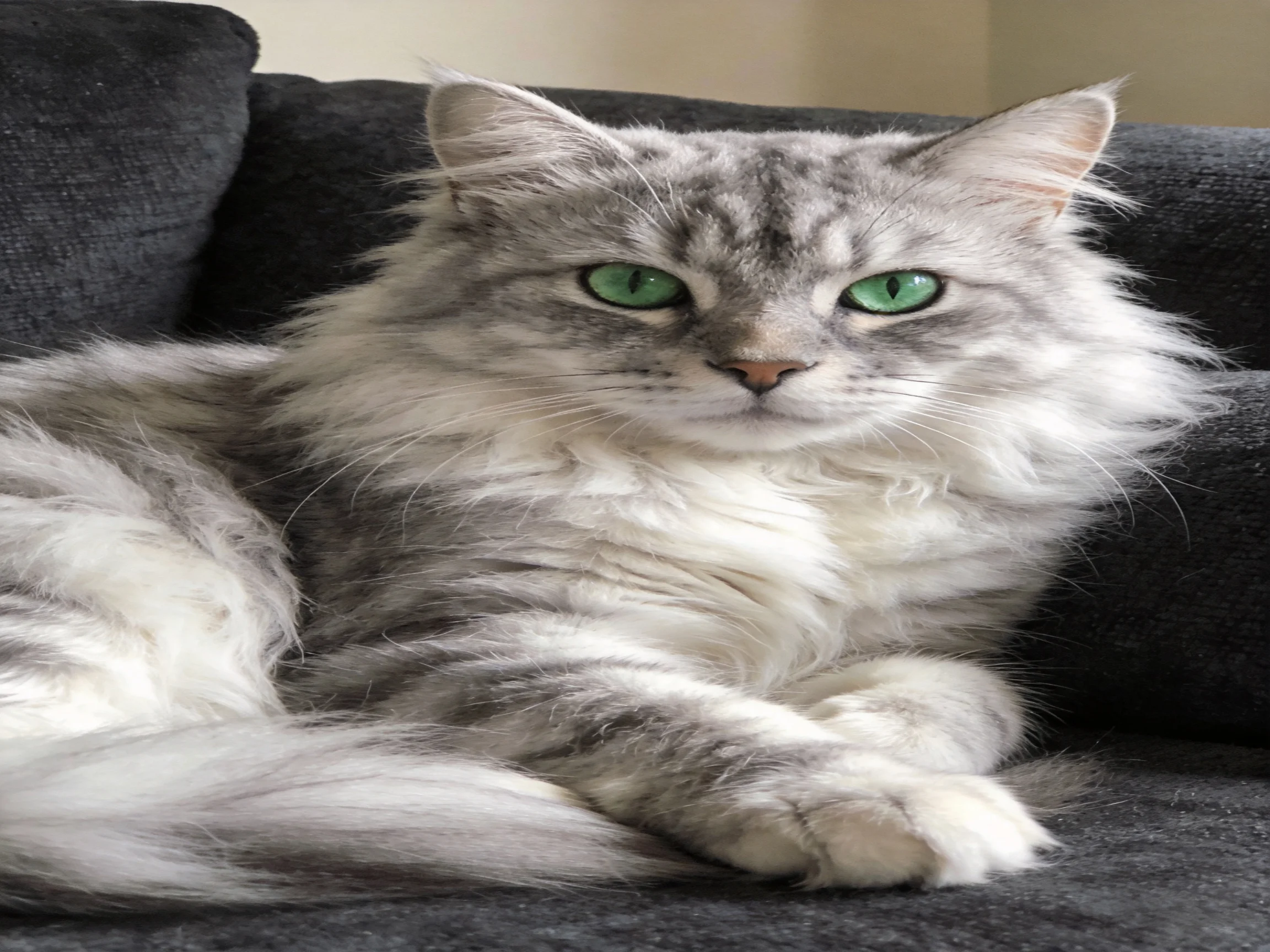 A gray-and-white long-haired cat with green eyes relaxes on a dark sofa.