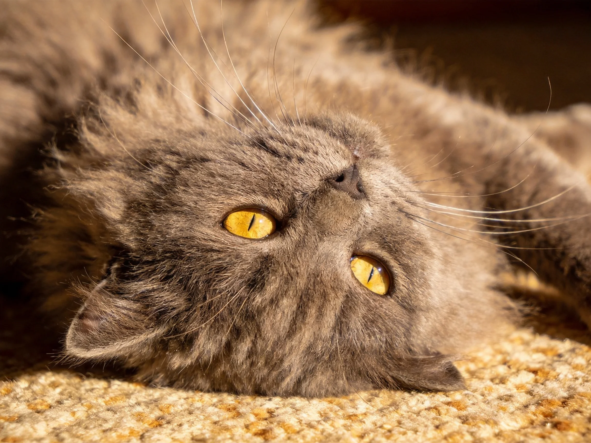 A gray cat with yellow eyes rests on a textured carpet.