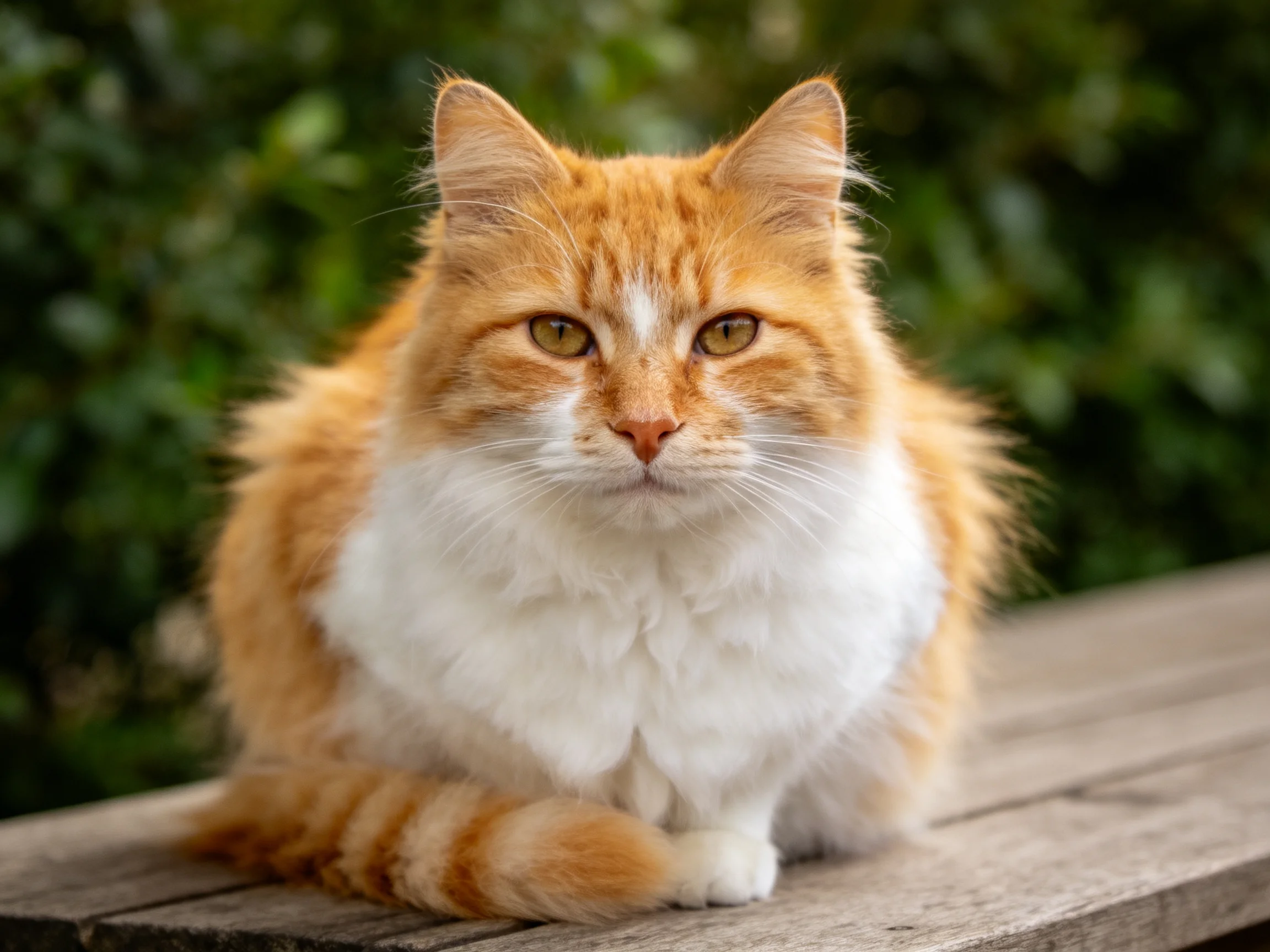 An orange and white cat sits calmly on wood amid greenery.