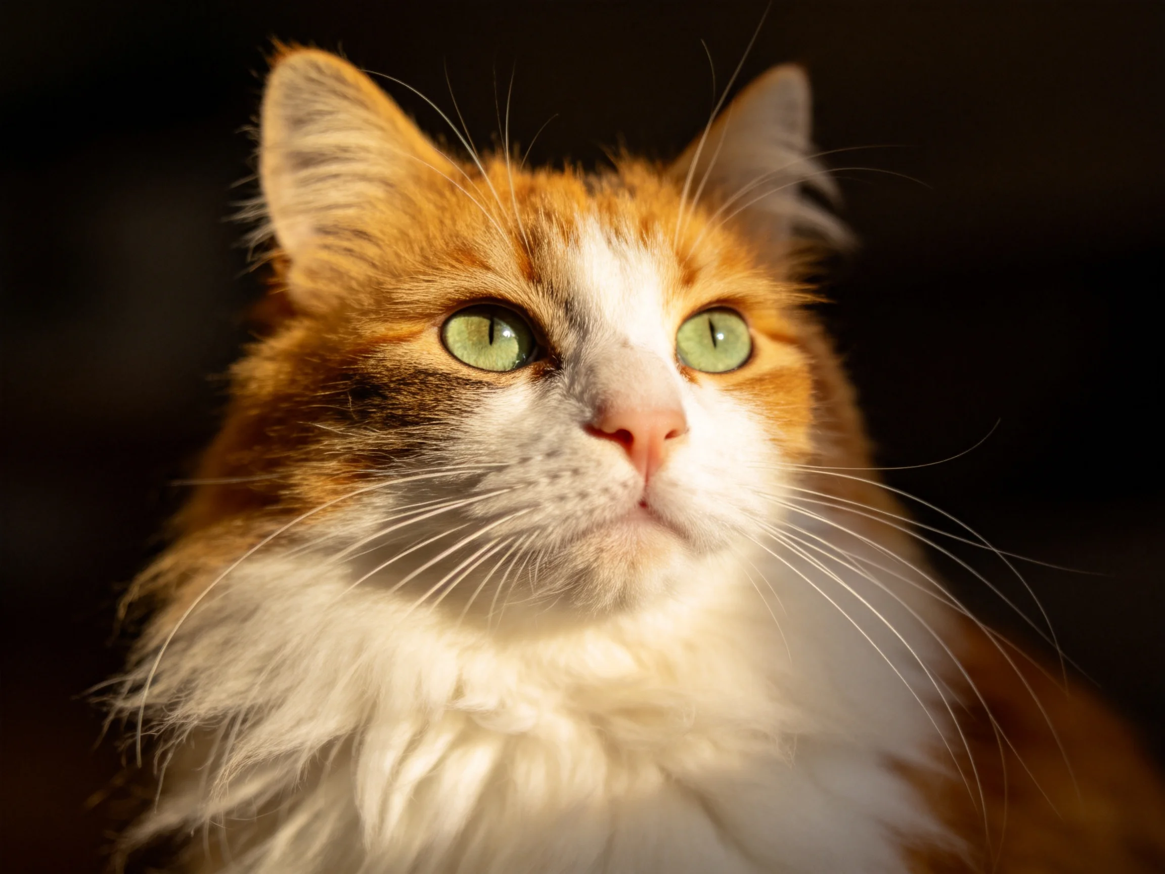 A fluffy orange-and-white cat with green eyes gazes thoughtfully amid a dark setting.