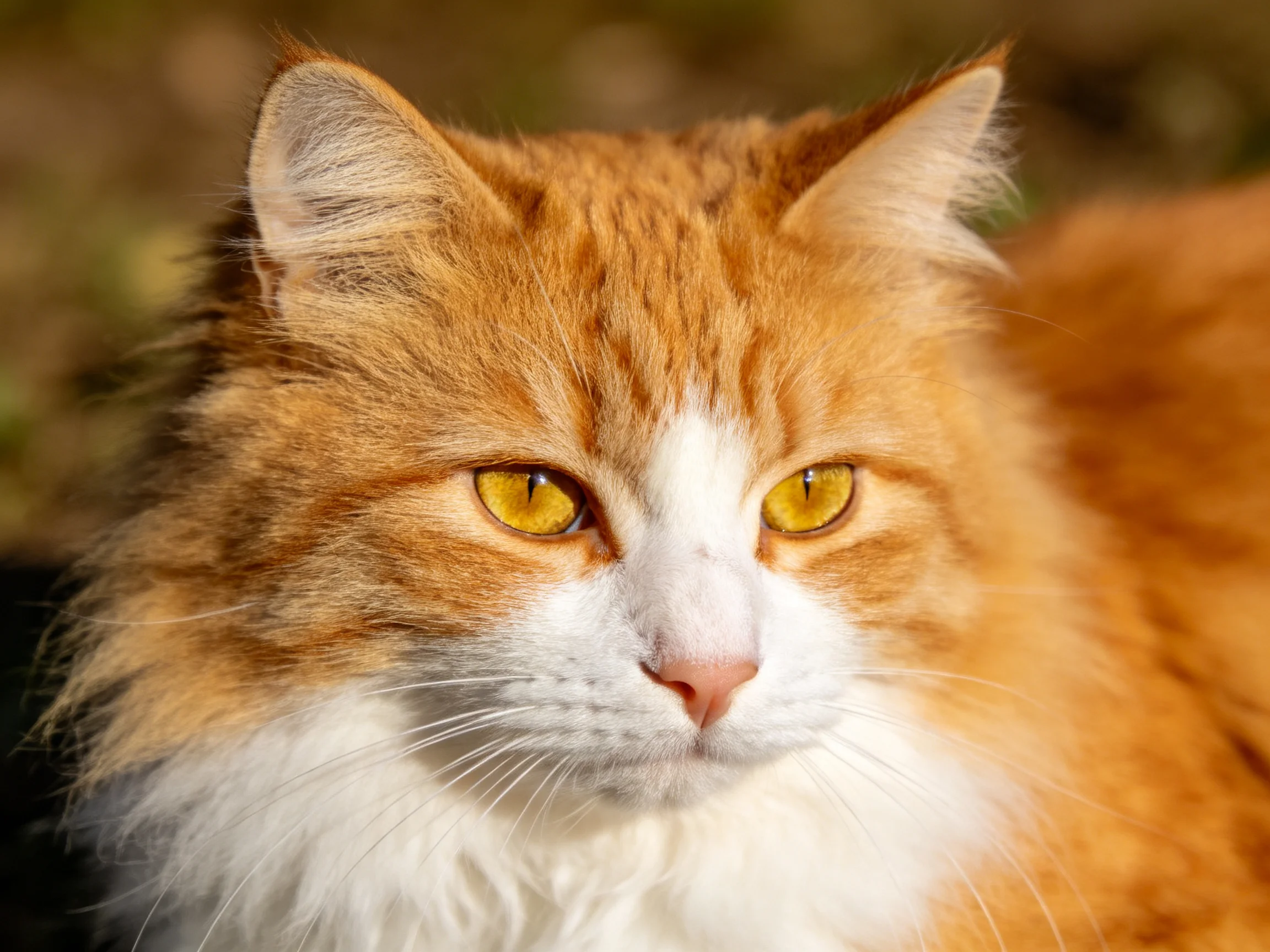 A close - up view of an orange and white cat with vivid yellow eyes.