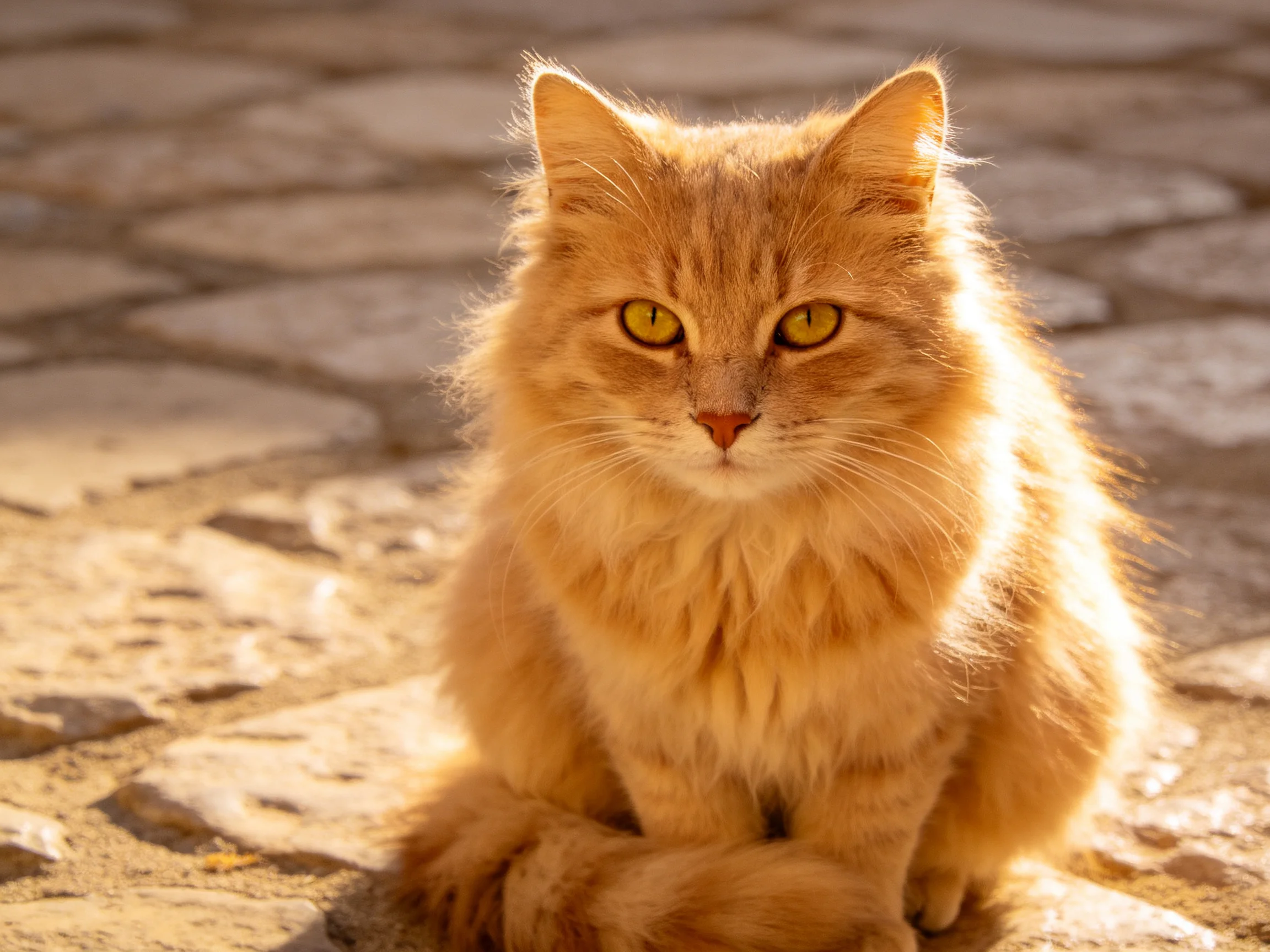 A fluffy orange cat sits calmly on a sunlit stone surface