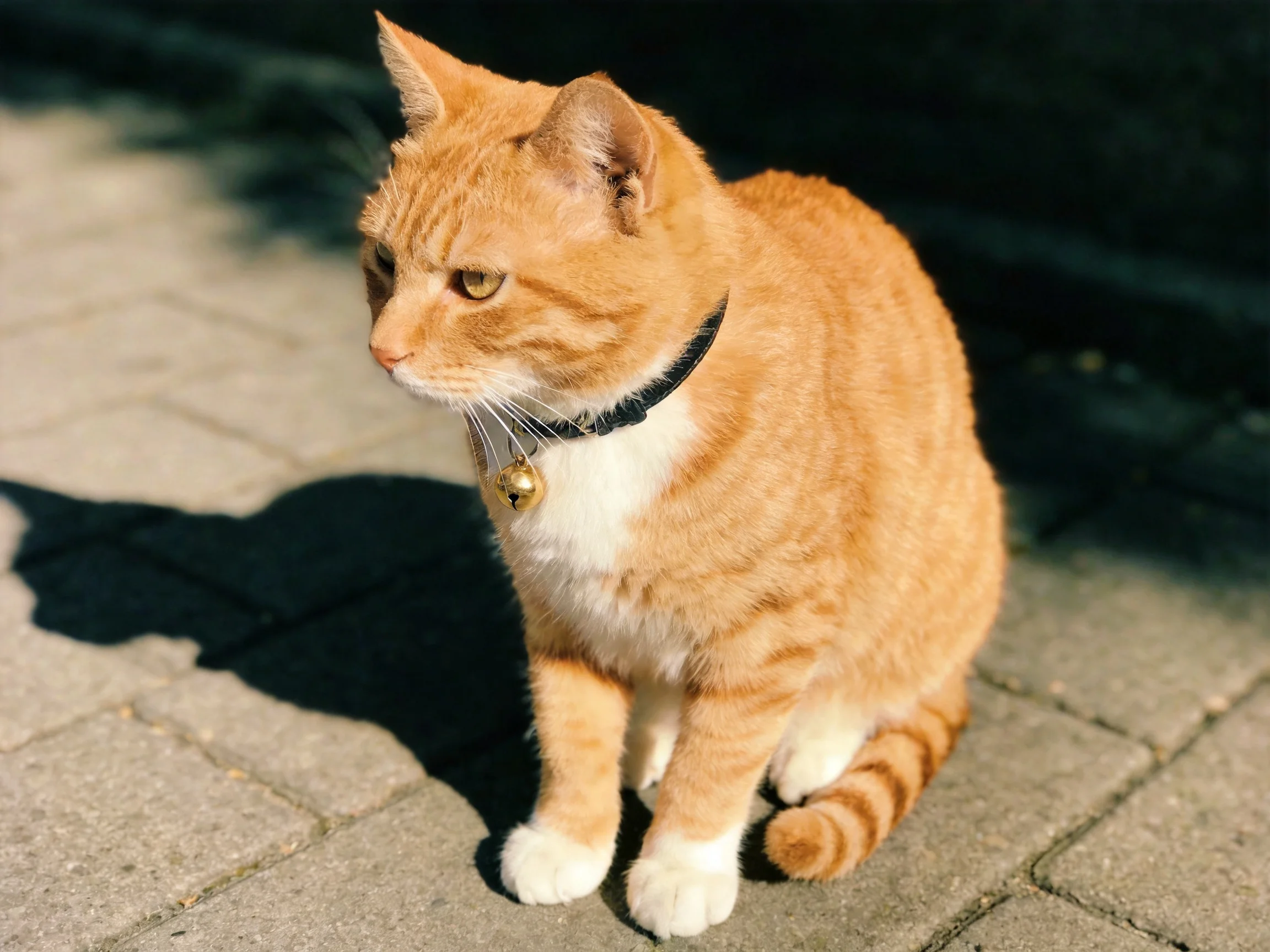 An orange tabby cat with white markings sits on a brick pavement.