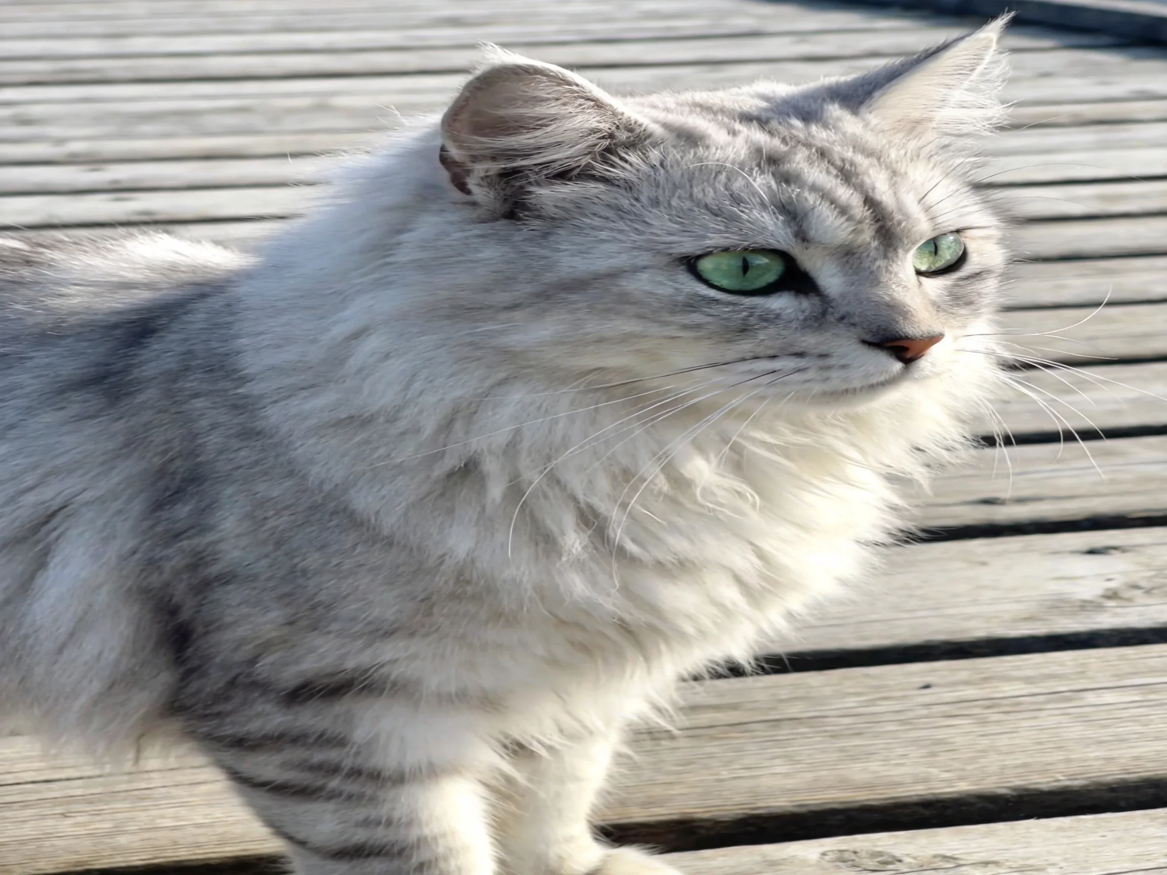 A fluffy silver-gray cat with bright green eyes sits on weathered wooden planks