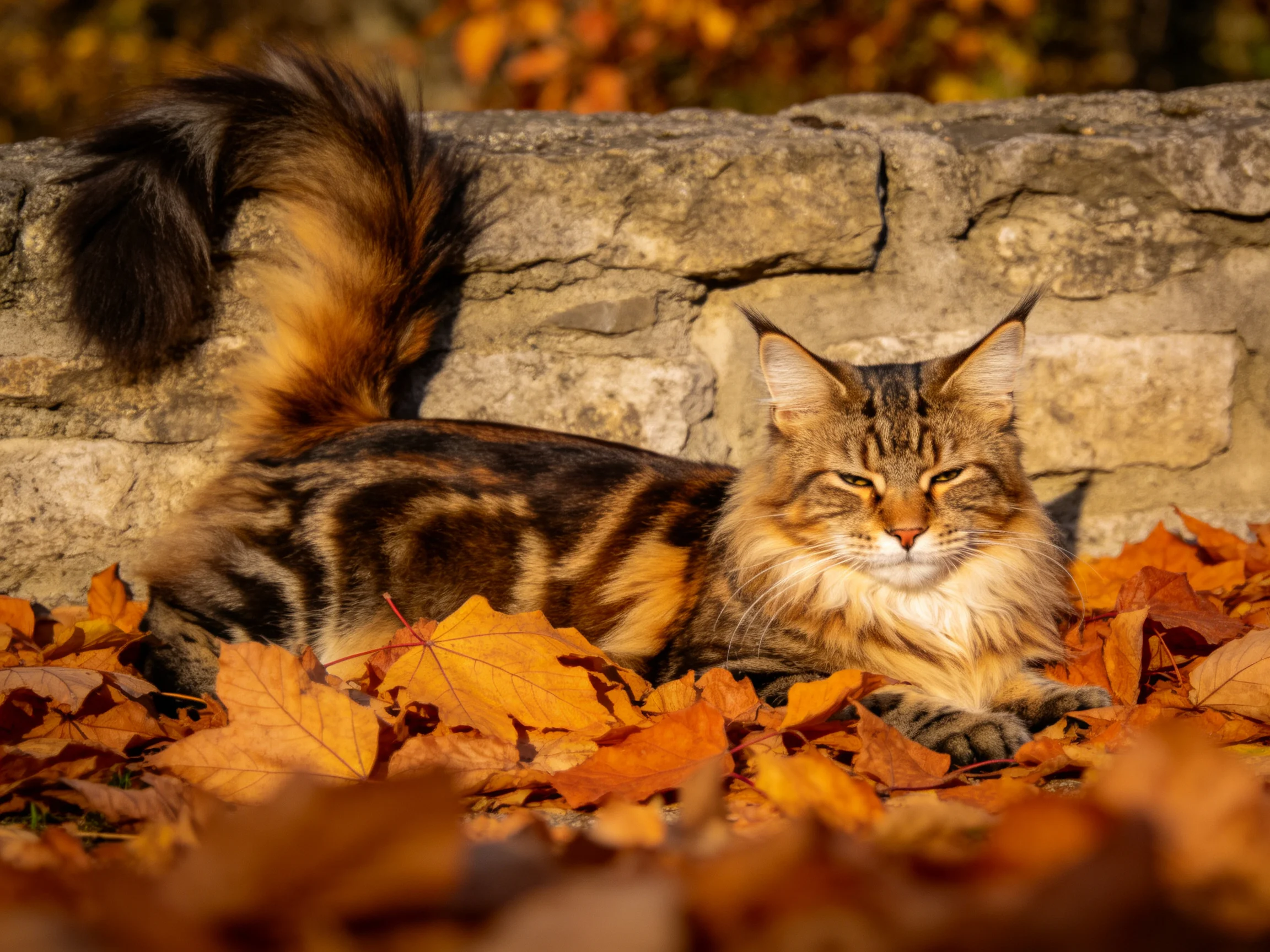 A tabby cat rests among autumn leaves next to a stone wall.