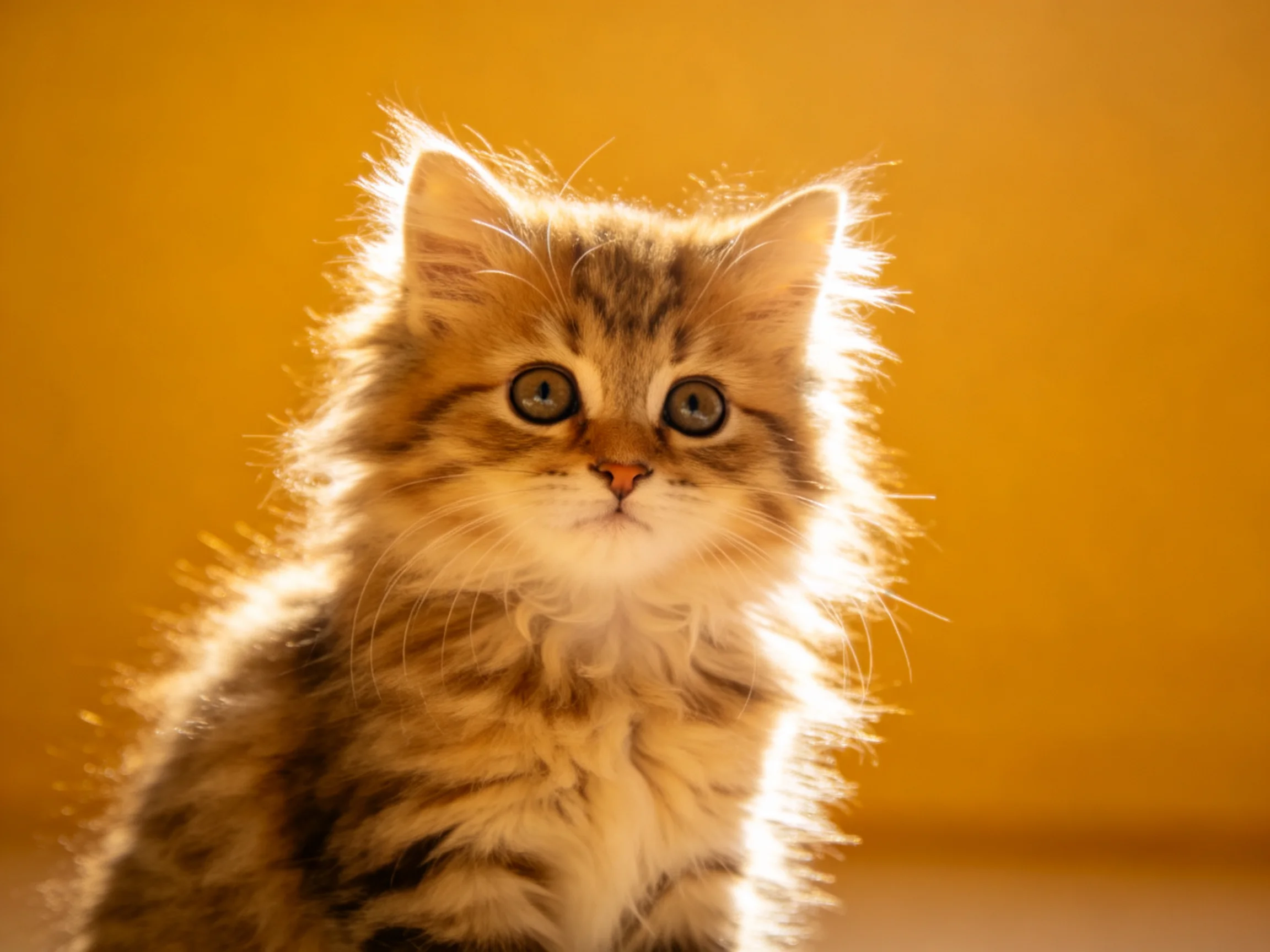 A fluffy tabby kitten gazes curiously with large green eyes in a golden-lit environment.