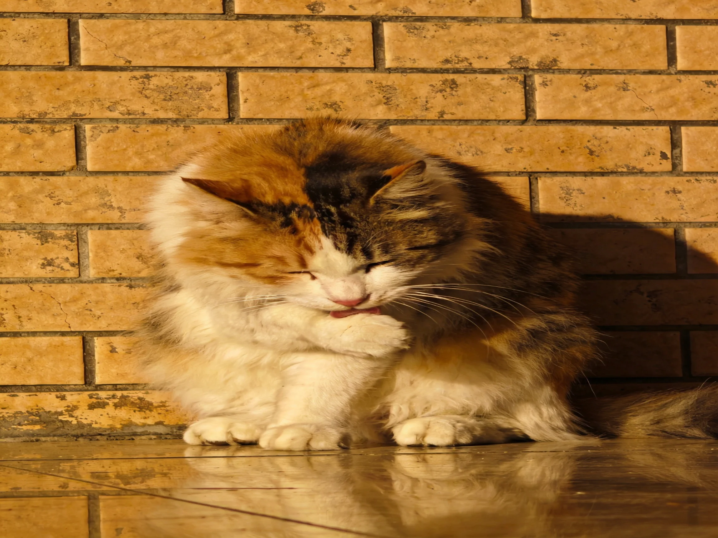 A fluffy tri-colored cat grooms by a textured brick wall