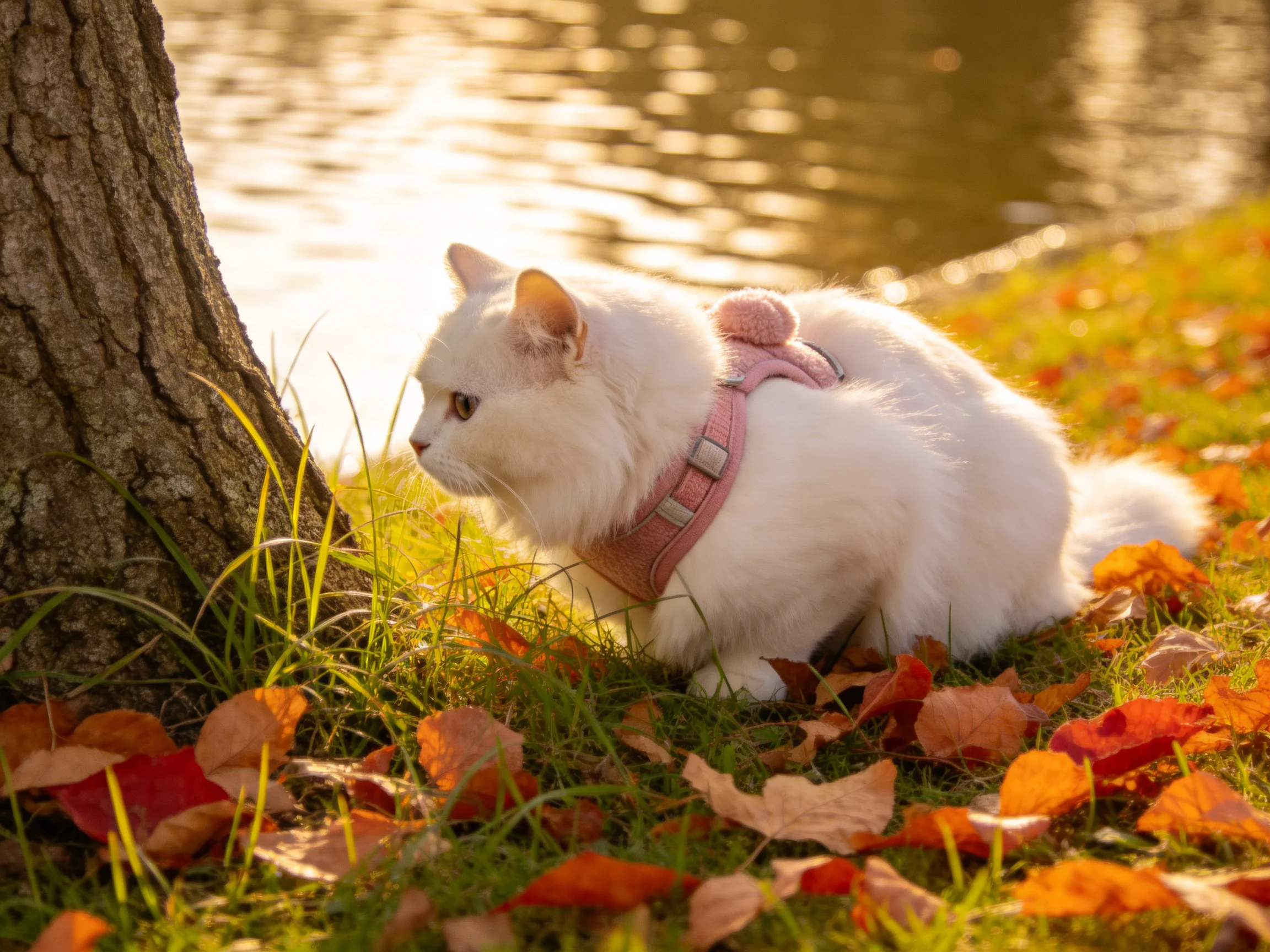 A white cat with a pink harness examines autumn leaves by a tree and water.