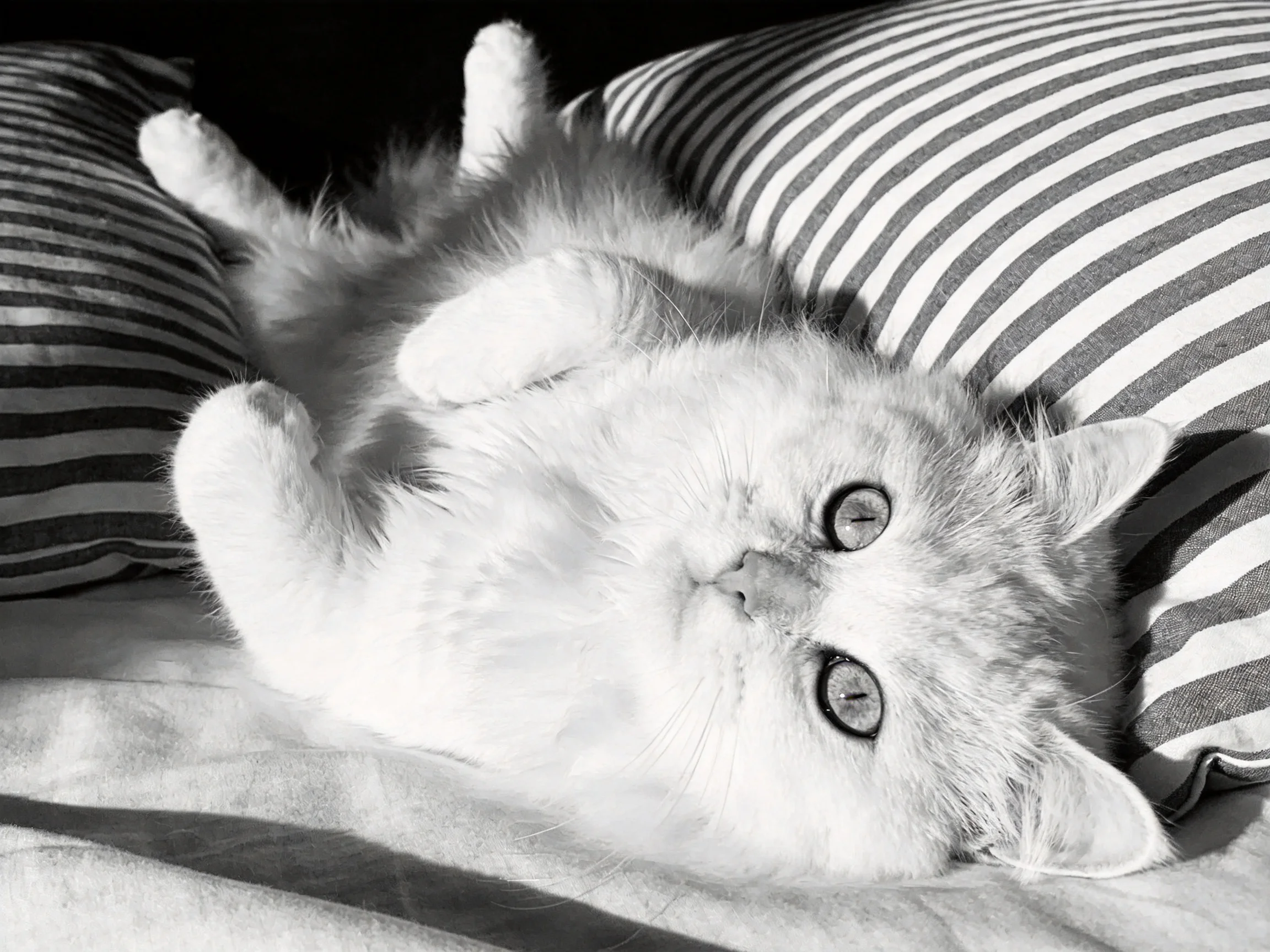 A fluffy white cat lies upside down on striped pillows in a cozy environment