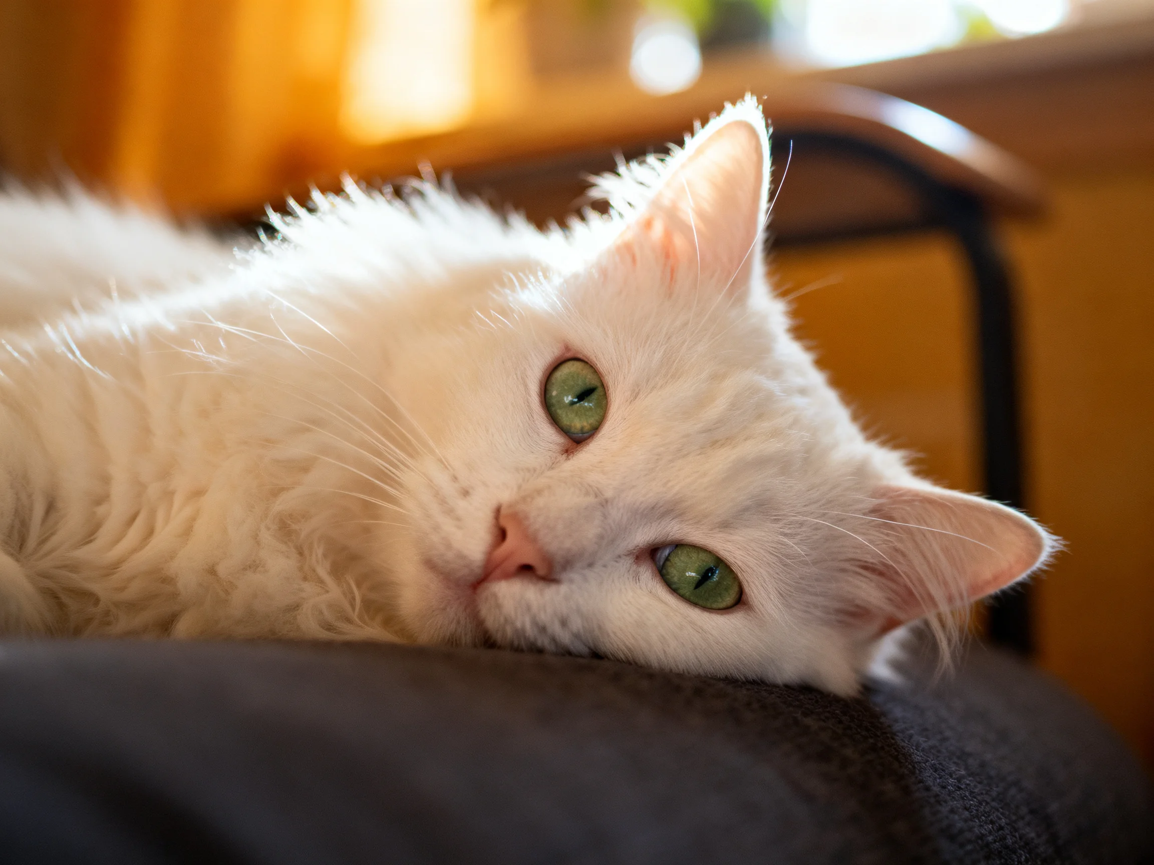 A white cat with green eyes relaxes on a dark surface