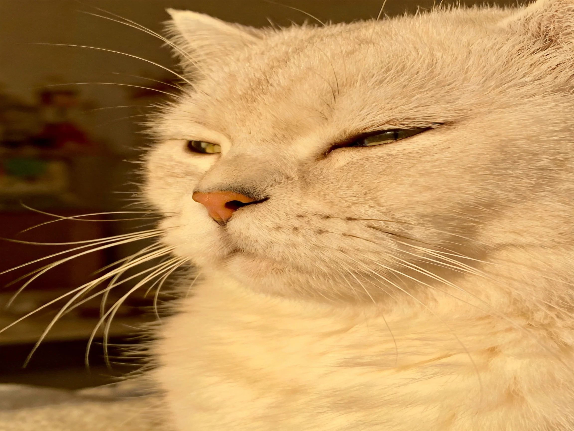 A white cat with half-closed eyes relaxes indoors under warm light.