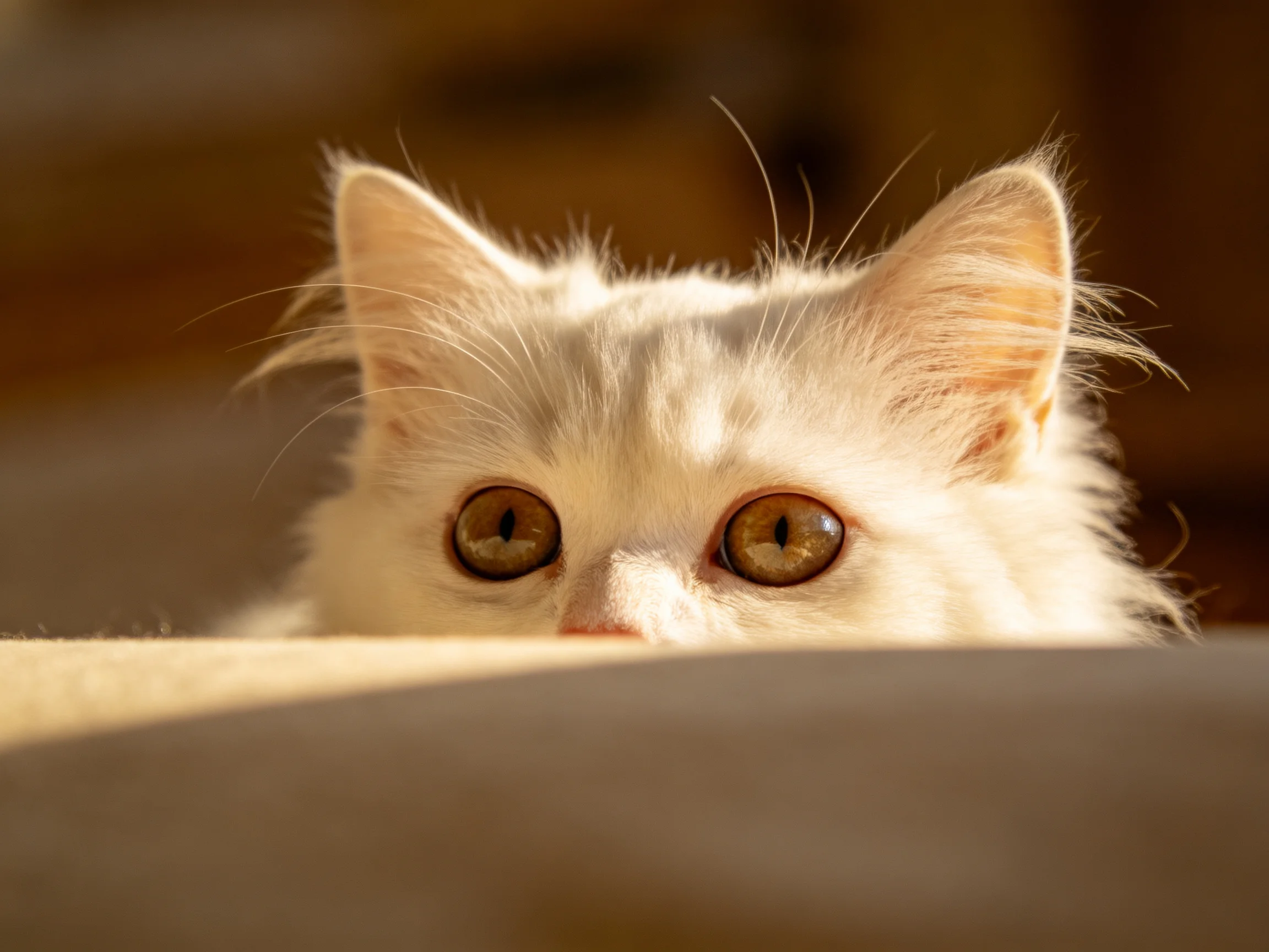 A fluffy white kitten peeks over a soft surface with amber eyes